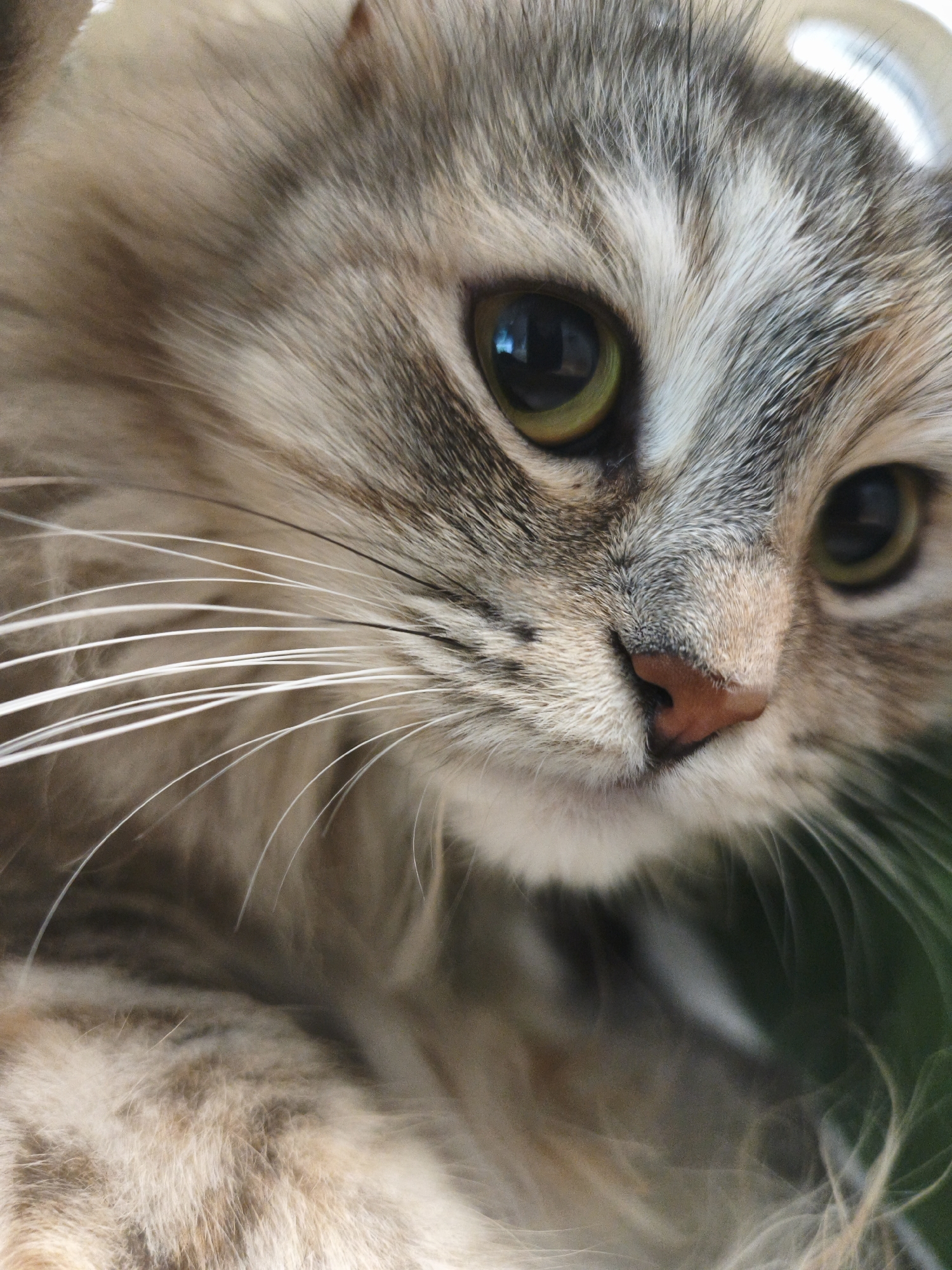 A close-up shot focuses on the face of a domestic cat, showing its eyes, nose, and whiskers. The cat's fur is a mix of brown, gray, and white. The cat's eyes are green and reflective, with one slightly more visible than the other. Its nose is a soft pinkish-brown. The whiskers are long and white, fanning out from the cat's muzzle. The background is softly blurred, with hints of green and white, suggesting an indoor or outdoor environment. There are no people or specific city landmarks visible in the image.