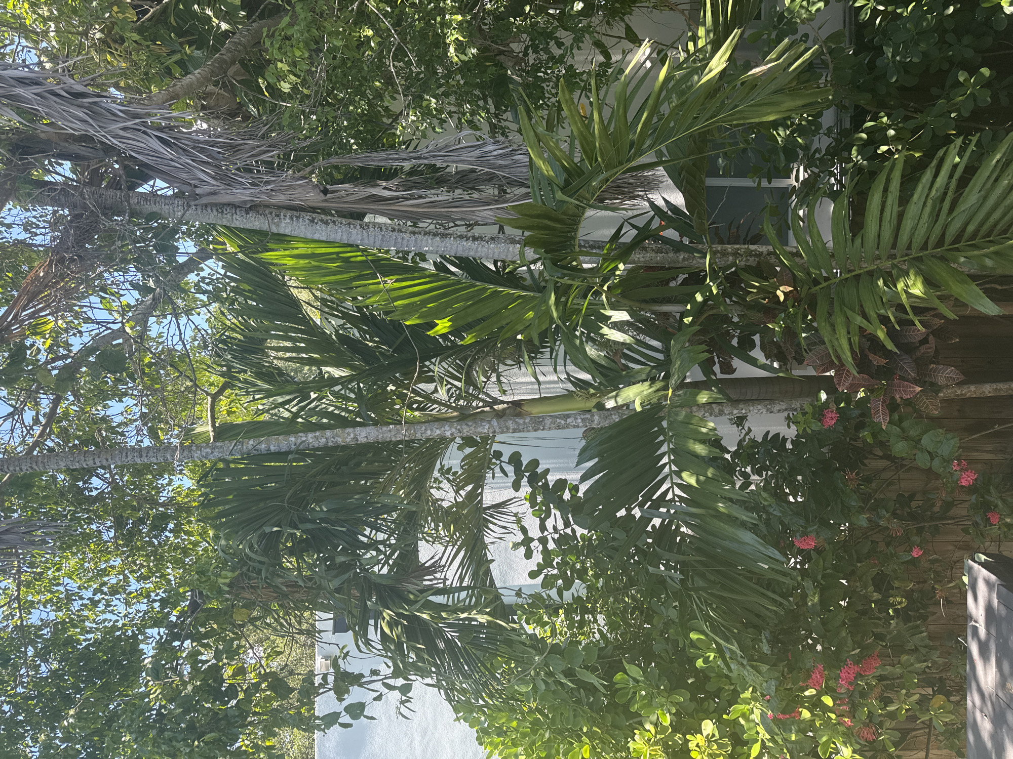 This is a daytime, medium shot photograph of lush vegetation in Miami, Florida, USA. In the foreground, a dark wooden surface is partially visible on the lower left. The middle ground is dominated by a dense arrangement of tropical plants, including vibrant green palm fronds and smaller leafy bushes dotted with clusters of bright pink flowers. Several palm trees with textured, grayish-brown trunks are interspersed within the foliage, with some bearing dried, drooping fronds. In the background, a white wall of a building is visible, with a window or glass door reflecting some of the greenery. The scene is bathed in bright sunlight, casting shadows and highlighting the vibrant colors of the plants. The overall impression is of a tropical, private garden or backyard setting. There are no people or animals visible in the image.
