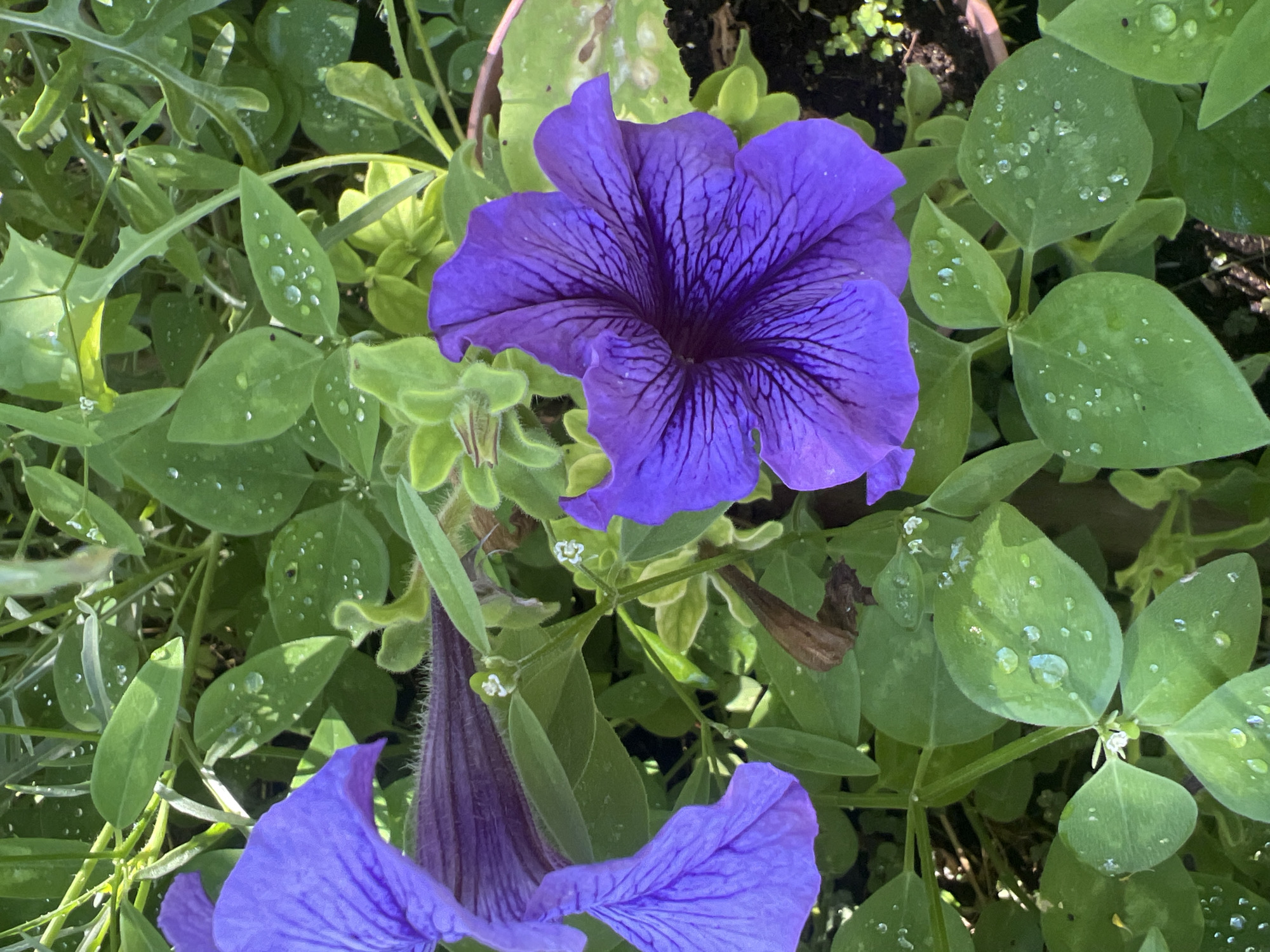 The image is a close-up, high-angle shot of purple petunias and green leaves, covered in water droplets. The flowers are in focus, with visible veins on their petals and a deep purple center. The leaves are a vibrant green, with some showing signs of wilting or browning. The background is a blur of green foliage and dark soil. The overall impression is one of a garden after a rain shower. The scene appears to be in an outdoor setting, possibly a park or a private garden. There are no people or discernible human activity in the image. The image does not provide any specific information about the location in Hadera, Israel.