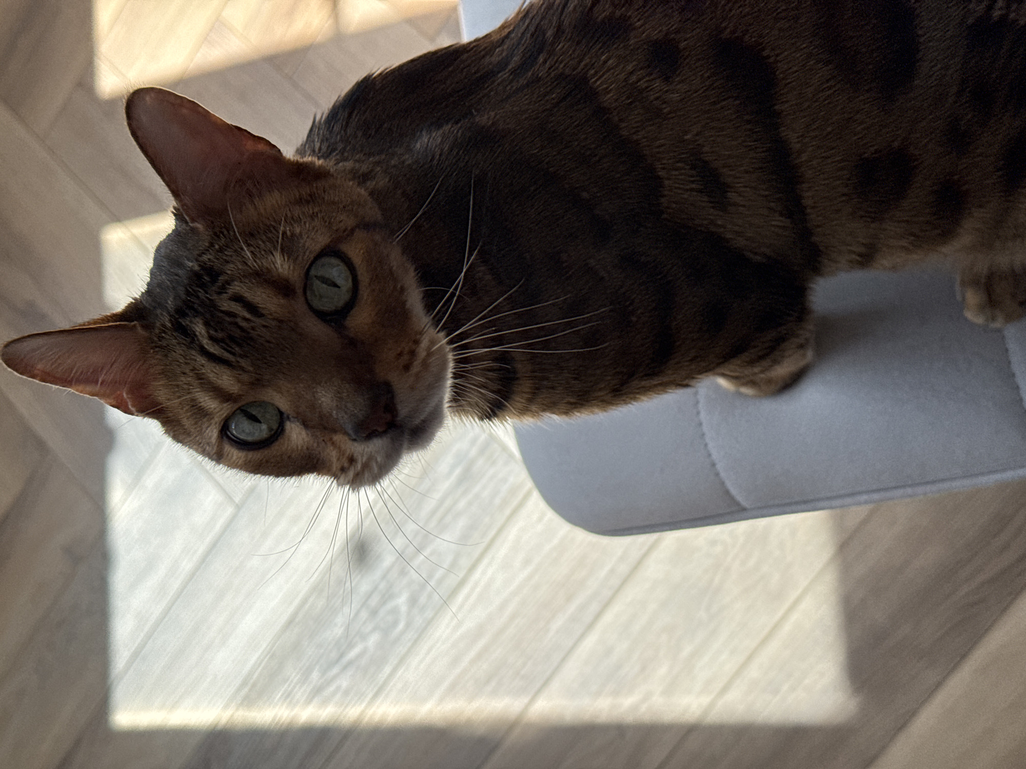 A close-up, slightly angled shot captures a Bengal cat perched on a light grey chair. The cat, with its distinctive spotted brown coat, gazes up towards the camera. The floor beneath is light-colored wood laminate, illuminated by sunlight. The location is inside, but the specific city and other locational details are not discernible from the image.