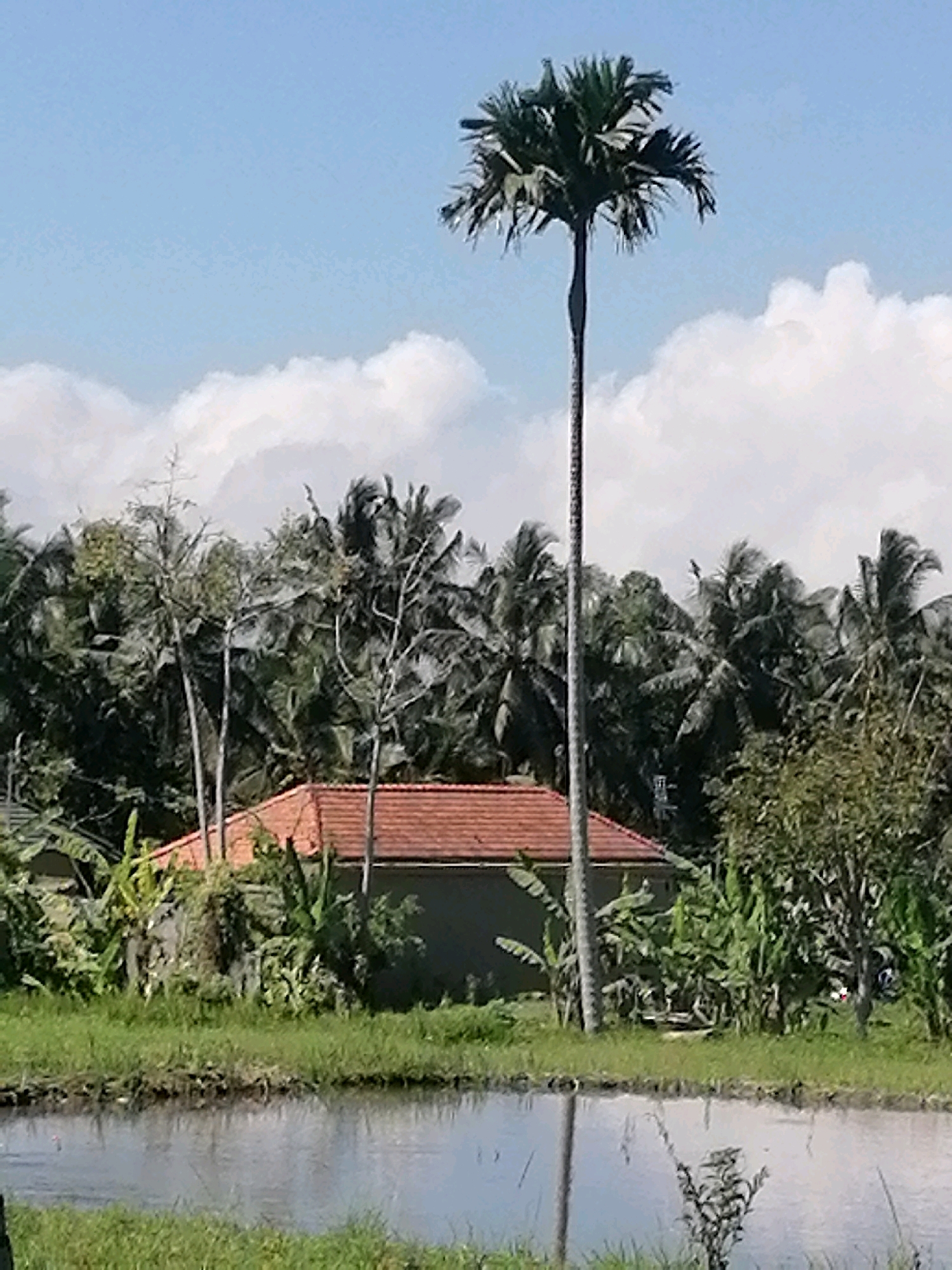 The image shows a tropical landscape with a body of water in the foreground and a dense cluster of palm trees in the background. A building with a red tile roof is partially visible amidst the trees. The sky is a clear blue with a few fluffy white clouds. The overall scene depicts a serene, rural setting.