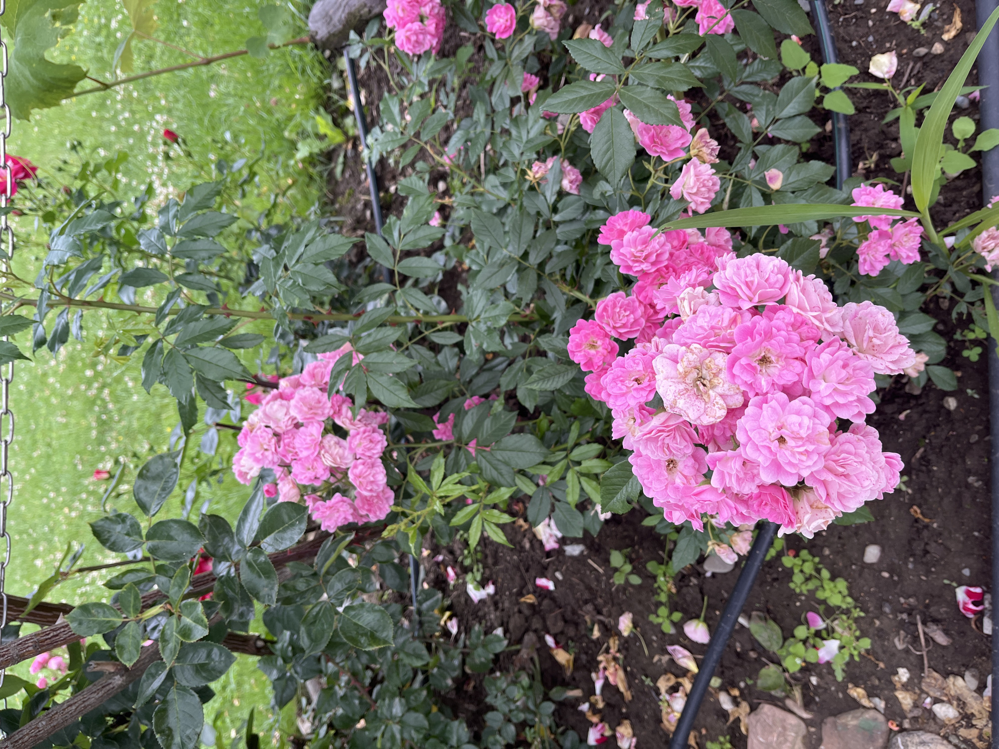 A cluster of bright pink roses is in full bloom in the foreground, with smaller pink roses scattered throughout the frame. The roses are growing in a garden bed with dark, rich soil. Fallen rose petals are visible on the ground. Green leaves and stems surround the flowers. In the background, a well-maintained lawn with scattered white flowers can be seen, along with a chain-link fence. The image appears to have been taken outdoors in daylight. The location is identified as Skobelevo, Bulgaria.