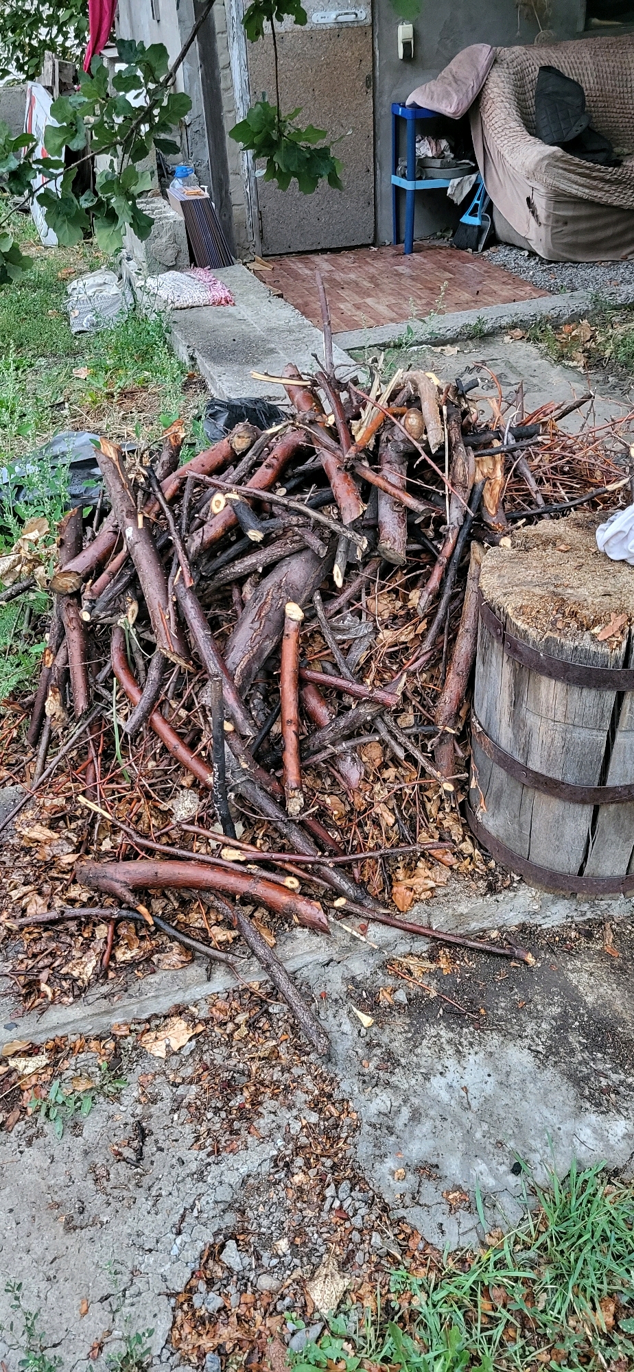 A pile of cut branches and twigs is accumulated on the ground next to a wooden barrel. The scene is set outdoors, possibly in a yard or garden area, with a building structure visible in the background. The building appears to be made of concrete blocks and has a weathered wooden door. There are also some green plants and fallen leaves scattered around the area, suggesting an outdoor, possibly natural, environment. The overall impression is one of a slightly unkempt but lived-in outdoor space.