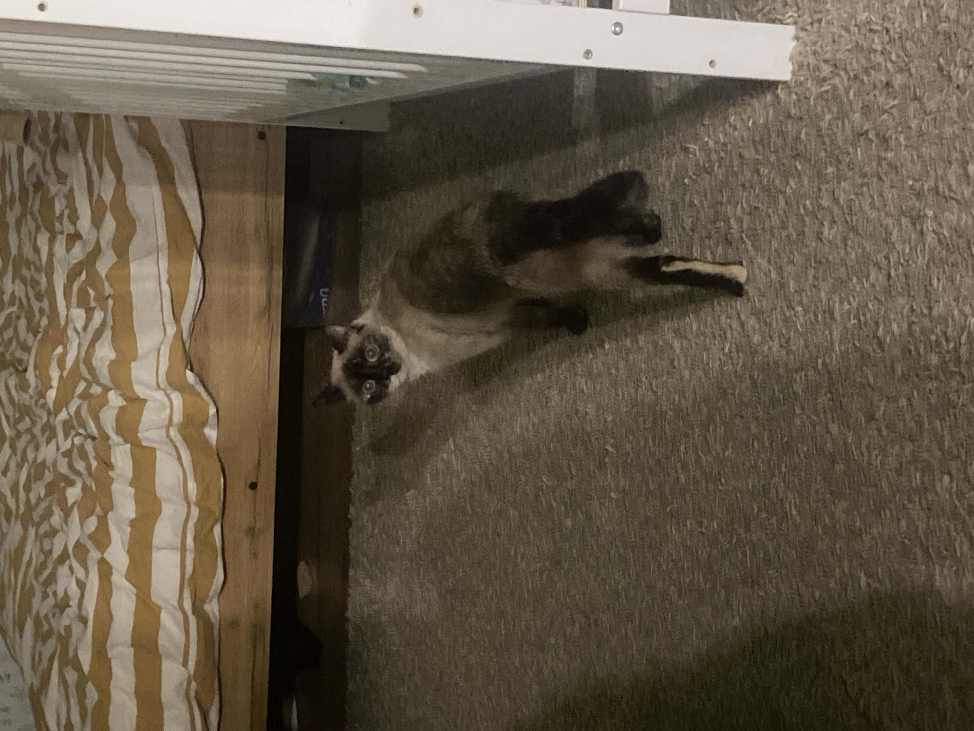 The image displays an indoor domestic scene, located in the city of Chaikovsky, Russia. A seal point cat, characterized by its dark brown mask, ears, paws, and tail against a lighter tan body, stands on a light brown, shaggy carpet or rug. The cat is oriented with its body slightly turned away from the camera, looking over its left shoulder directly towards the viewer with dilated pupils. In the background, a wooden bed frame with a mustard yellow and white striped duvet or blanket is visible. A dark blue object, possibly a storage container, is partially discernible beneath the bed frame. To the right of the frame, a white slatted structure, consistent with a crib or playpen, stands vertically. No people are visible in the scene.