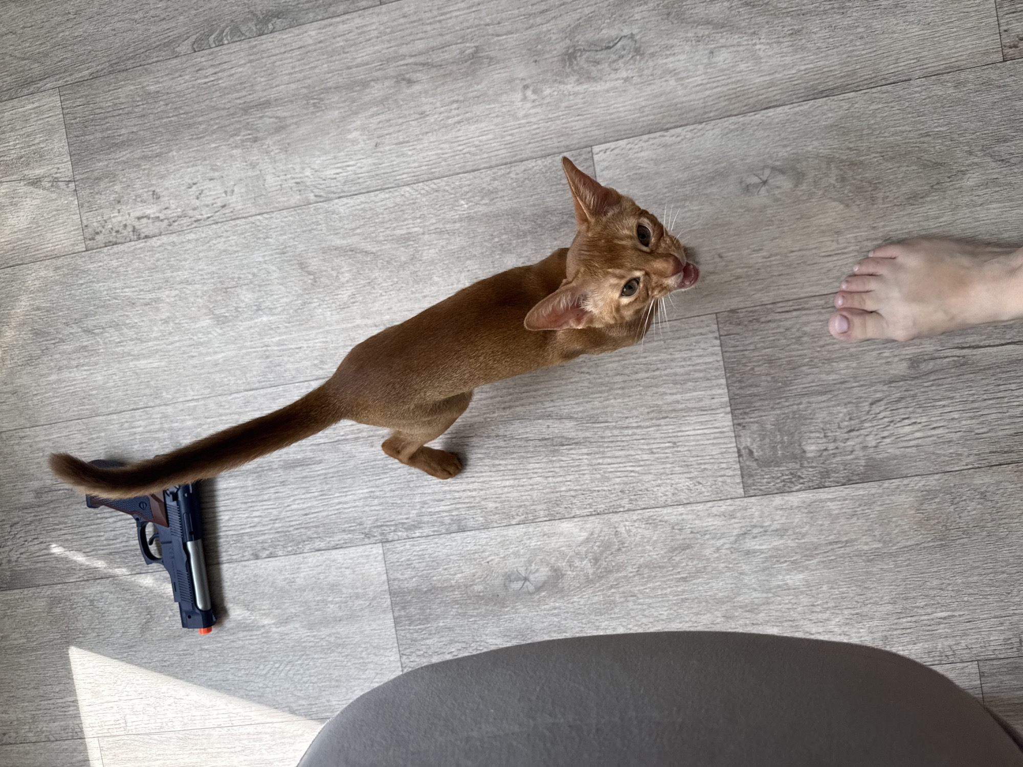 A ginger cat with a long tail is the main subject in this image. The cat is standing on a light gray laminate floor, looking up and to the right with its tongue out, as if anticipating something. In the background, to the right, a human foot is visible, suggesting interaction between the cat and a person. To the left, near the cat's tail, a toy gun lies on the floor. The gun is dark blue and brown with a silver barrel and an orange tip, indicating it's a toy.
The scene appears to be indoors, given the laminate flooring and the presence of furniture partially visible in the foreground. The lighting suggests it is daytime, with sunlight casting a shadow from the left side of the frame. There is no visible text in the image. The overall mood is playful and domestic, with the cat's curious expression and the presence of toys. The location context provided is Stary Oskol, Russia.