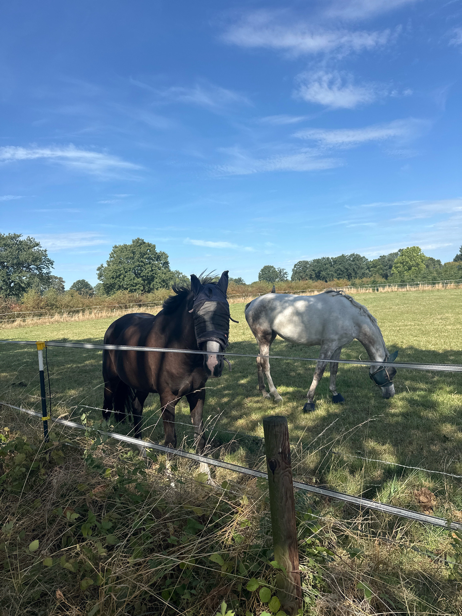 In a rural landscape that appears to be Samtgemeinde Thedinghausen, Germany, two horses are visible in a grassy field under a partly cloudy blue sky. A dark-colored horse, wearing a black fly mask, stands facing the camera, positioned in the foreground. To its right, a lighter-colored horse is grazing with its head down. Both animals are enclosed by a wire fence in front of them, with wooden posts supporting the fence. The background consists of a line of trees and dense foliage, suggesting a natural or semi-natural environment. The overall scene depicts a peaceful, pastoral setting.