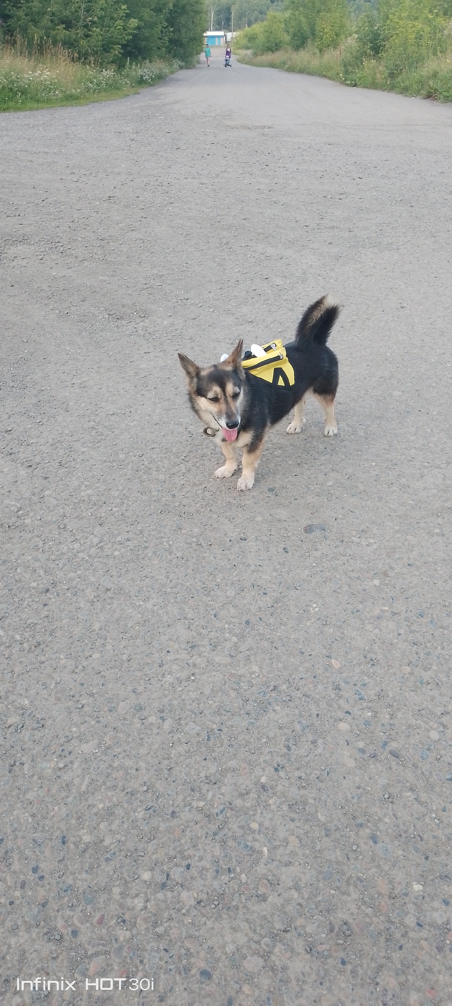 A small, black and tan dog stands on a paved road, facing left. It wears a bright yellow backpack with black trim and a yellow "A" shape on its side. The dog's tongue is out, and it has one ear perked up. In the background, two people are visible walking on the road, and one person appears to be on a small scooter. One person is wearing a turquoise top and the other is wearing a purple top. The road is lined with trees and vegetation. The sky is overcast, suggesting it's a cloudy day. The scene appears to be a rural or suburban area. The visible text on the bottom left of the image reads "Infinix HOT 30i".