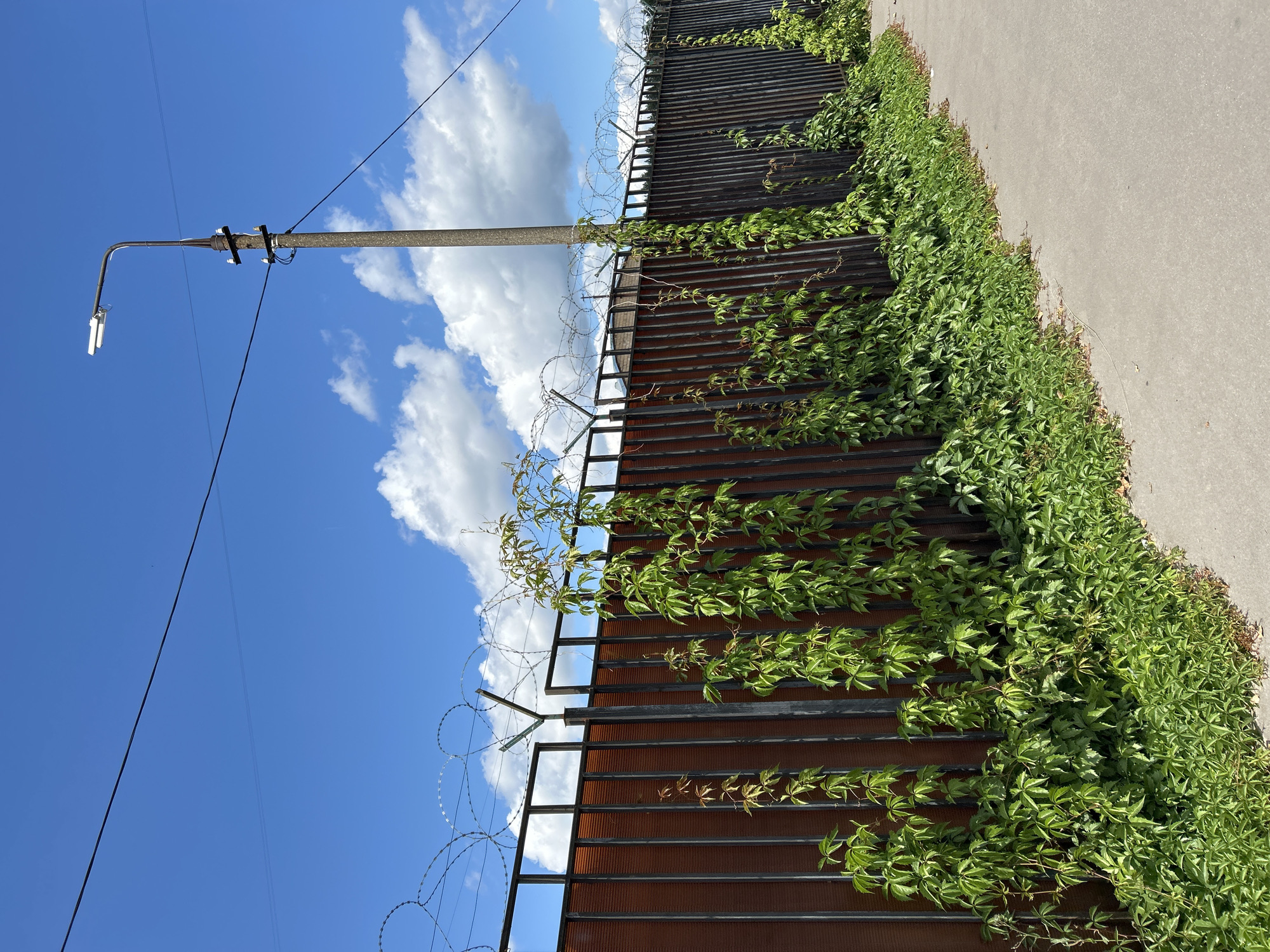 The image shows a security fence topped with razor wire, bordering a sidewalk. Green ivy climbs the fence, particularly near the base and on posts. A concrete utility pole with a street lamp and overhead wires stands to the right of the fence, against a bright blue sky with scattered white clouds. The scene appears to be an outdoor urban environment, possibly in Zelenograd, Russia, given the context. There are no people visible in the image.