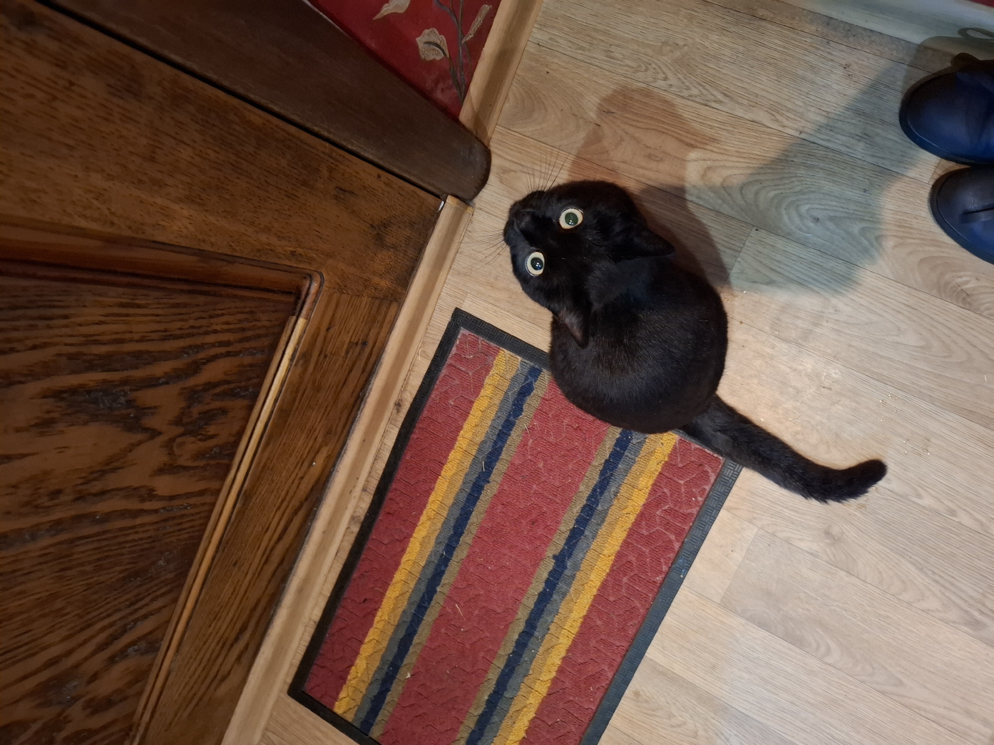 A black cat with large, round, green eyes sits on a striped rug next to a wooden door in a room with light wood flooring. A pair of dark blue shoes are visible in the upper right corner of the image. The location is not determinable from the image.