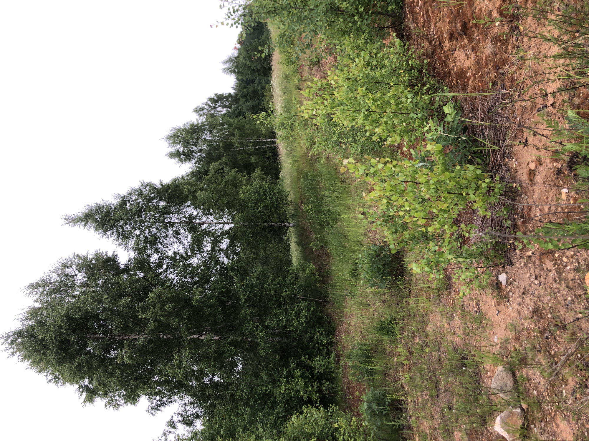 The image depicts an outdoor scene in Zhukovo, Russia, characterized by a natural, overgrown landscape. In the foreground, reddish-brown soil is visible, interspersed with sparse green vegetation and a few rocks, one of which is light-colored. Several young, leafy trees with light-colored bark are prominent in the mid-ground. Behind these, a dense growth of green trees and bushes forms a natural embankment. In the background, a line of taller, mature trees with dark green foliage stretches across the horizon, partially obscuring a bright, overcast sky. The overall impression is one of a wild, uncultivated area. There are no people or animals visible in the image, and no specific objects that indicate human activity beyond the potential for it to be a park or undeveloped land.