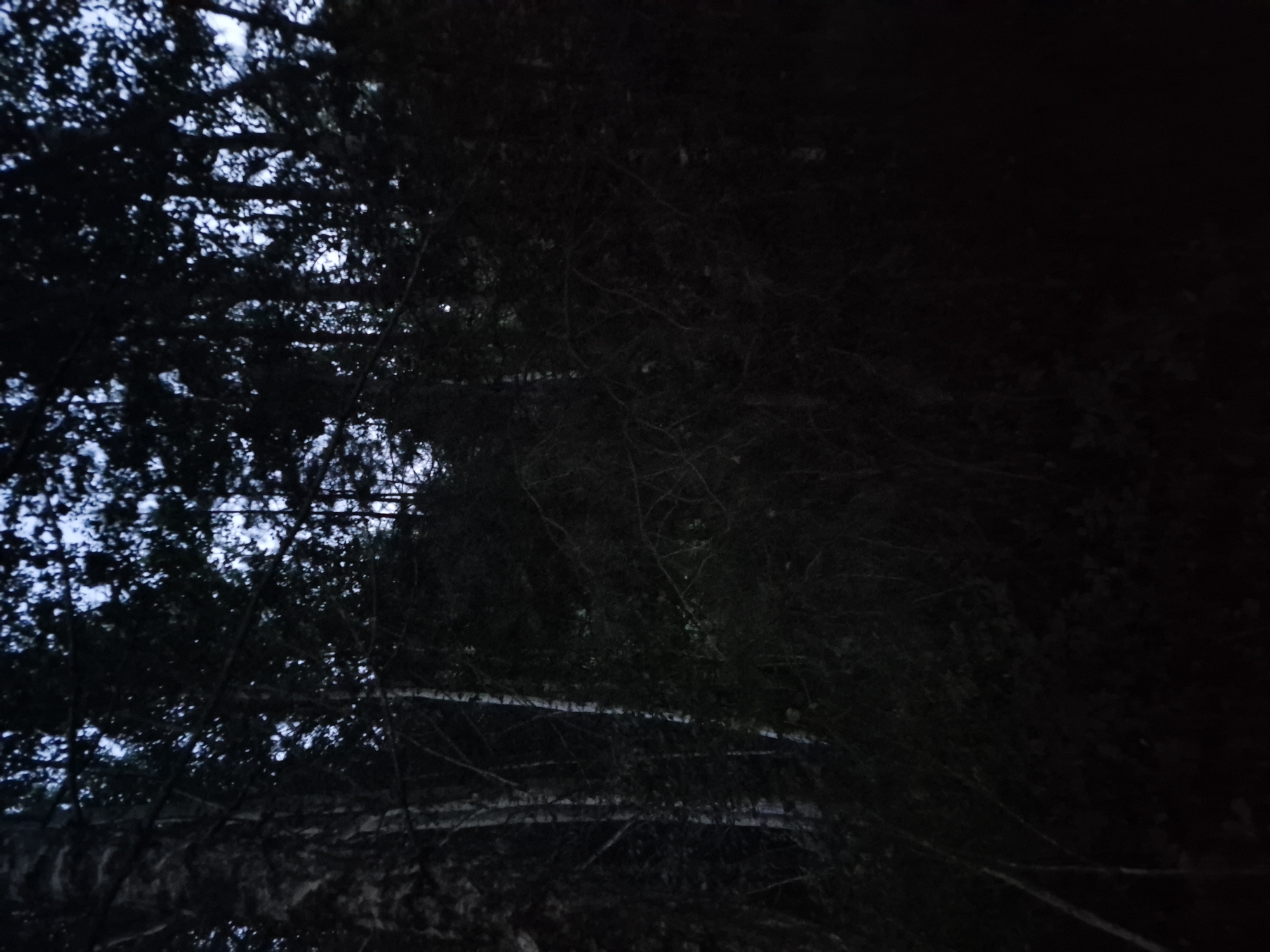 The image depicts a dense forest at dusk or night, with limited visibility. The foreground and midground are filled with dark trees and undergrowth, obscuring most details. Several tall, slender trees with white bark, possibly birch trees, are visible amidst the darker foliage. The sky, visible through the canopy, is a deep, dark blue, indicating a low light condition. There are no people, animals, or discernible objects of human construction visible in the image. The environment suggests a natural, undeveloped area, characteristic of a forest on the outskirts or within a park in Minsk, Belarus, given the lack of urban features and the presence of birch trees which are common in the region. The overall impression is one of an encroaching darkness in a wooded area.
