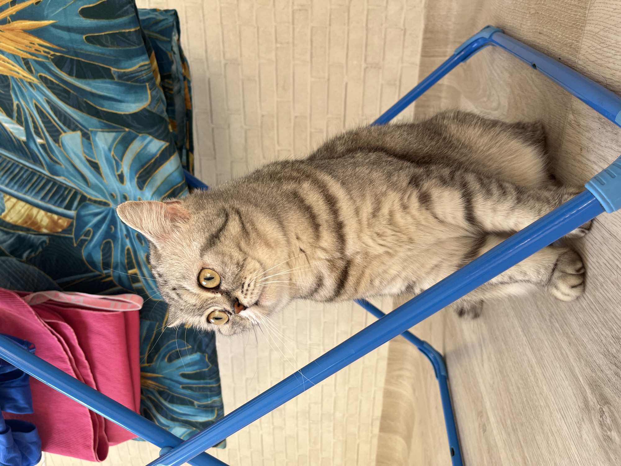 A gray tabby cat is lying on a blue folding laundry rack on a light wood floor. The cat is facing forward and looking at the camera. To the left of the laundry rack are folded clothes with a floral pattern and some pink clothing. The background is a wall with a brick pattern. The location is Chaikovsky, Russia.