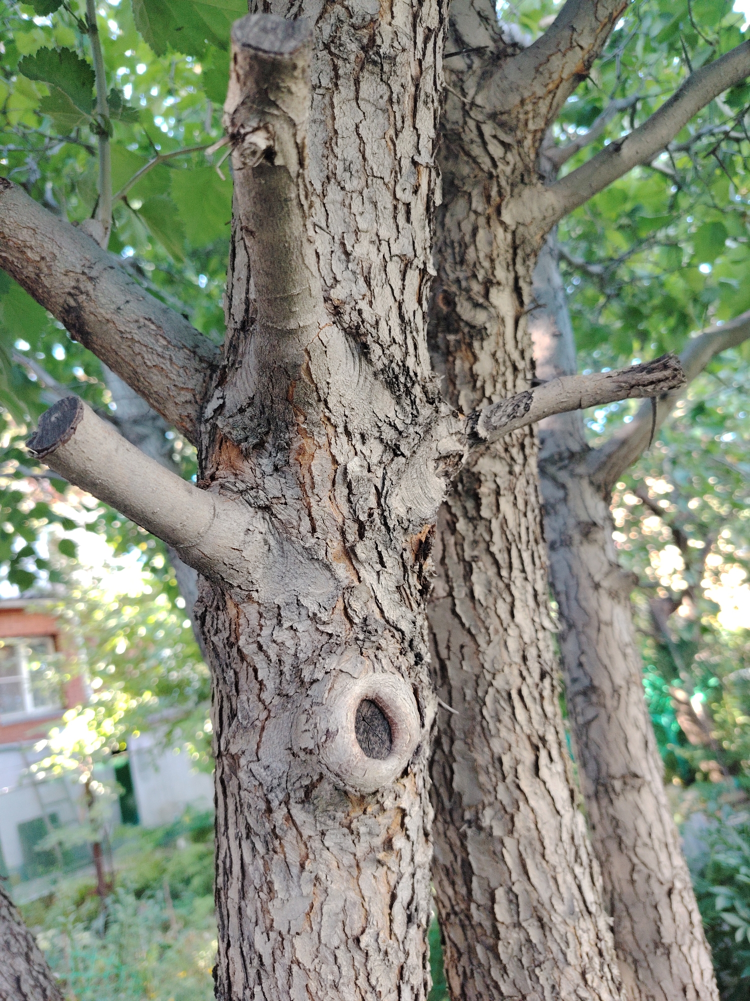 A close-up, eye-level shot focuses on the textured bark of two intertwined tree trunks in Astana, Kazakhstan. The trunk in the foreground features a prominent knot hole. Several branches extend from the trunks, with one to the left appearing to be a pruned stub. The background is softly blurred, showing green foliage, hints of buildings, and dappled sunlight. The lighting suggests it is daytime, with the sun filtering through the leaves.