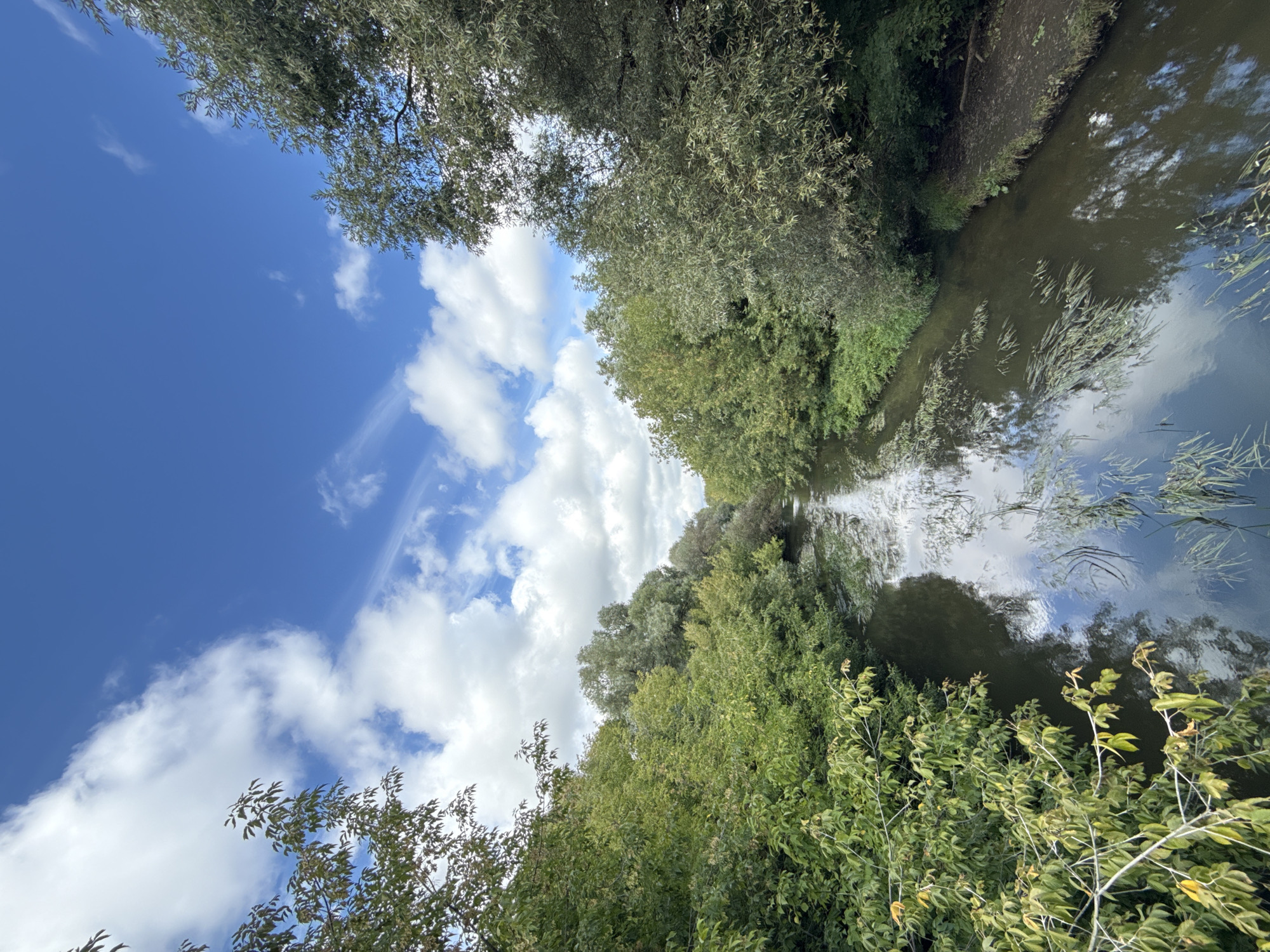 The image depicts a narrow, dark waterway, possibly a canal or a small river, flowing through a dense, lush green forest. The trees lining the banks are thick and verdant, with their foliage creating a canopy overhead. The water's surface reflects the bright blue sky, which is dotted with fluffy white clouds. Some reeds or aquatic plants are visible in the water, particularly in the foreground. The overall scene suggests a natural, serene environment, likely in an undeveloped or park-like area. The location is identified as being in Moscow, Russia, specifically in the Losiny Ostrov National Park.