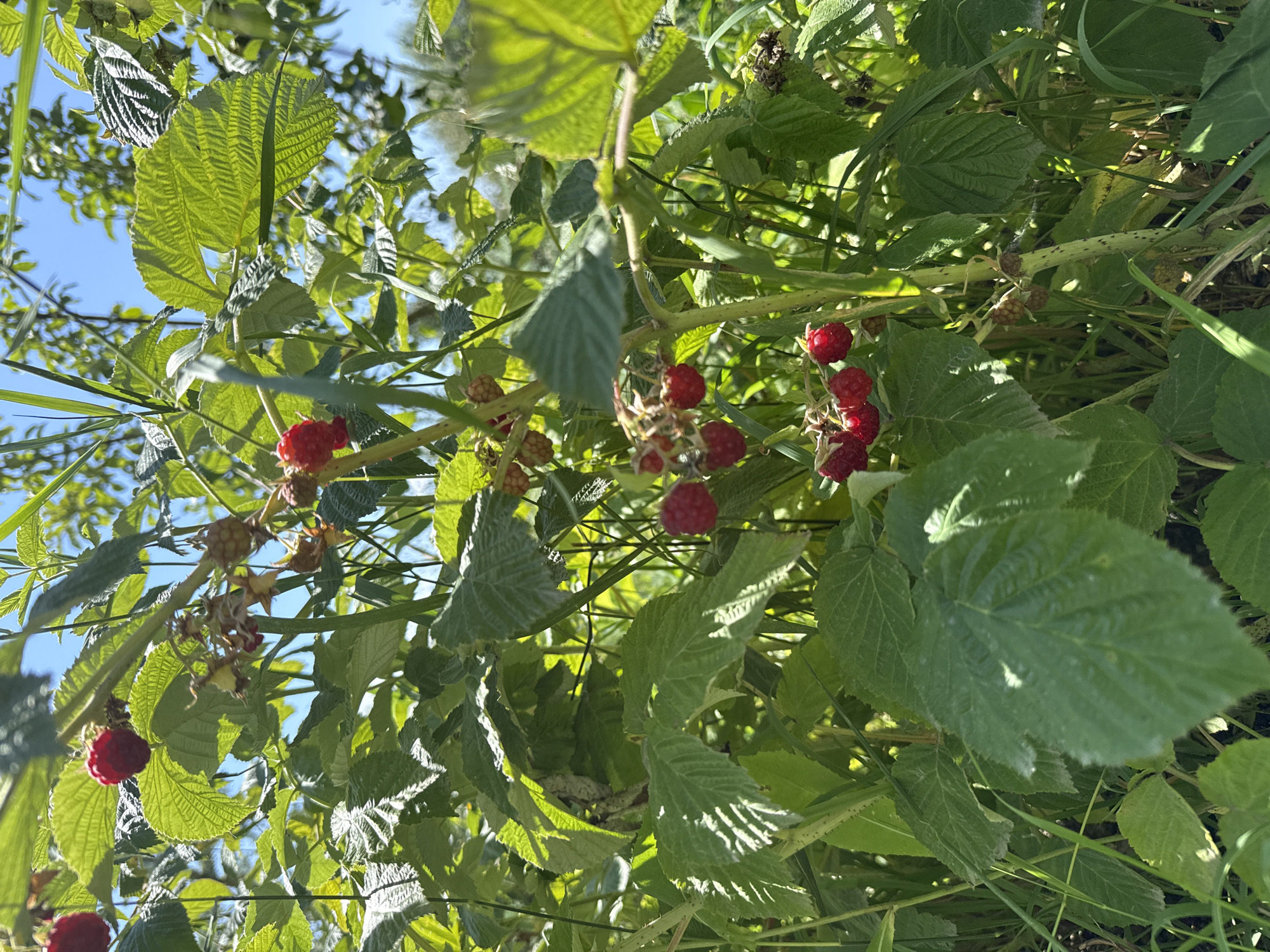 A close-up, low-angle shot captures a cluster of vibrant red raspberries growing on a thorny plant amidst lush green leaves and stems. The sun illuminates the scene, creating dappled light and shadow patterns on the foliage. In the background, the bright blue sky peeks through the branches. This image was taken in Tash-Kyia, Kyrgyzstan, a region known for its natural beauty and agricultural produce.