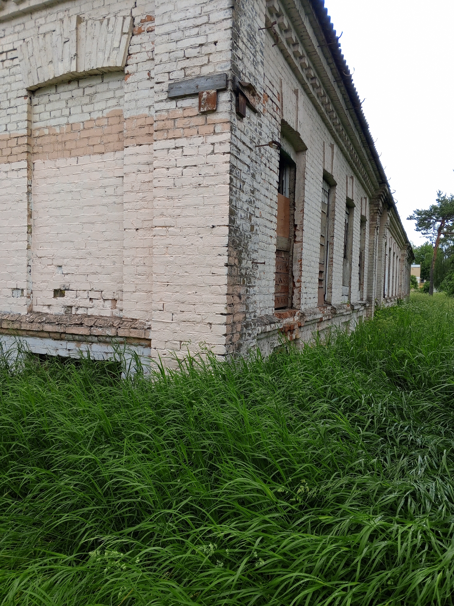 An abandoned, derelict brick building, painted in faded white and light cream, stands partially obscured by tall, lush green grass. The structure exhibits significant signs of decay, with paint peeling, bricks eroding, and cracks visible throughout the facade. On the left side, an arched opening, possibly a former doorway or window, has been bricked up and painted over, with a segment of exposed, reddish-brown brick visible above. A weathered wooden plank and a rusted, rectangular metal plate are attached to the brick wall to the right of this opening.
Along the right side of the building, a series of recessed rectangular openings, likely former windows, are visible. These openings appear empty or haphazardly boarded with wooden planks, exposing dark interiors. The building's cornice features decorative brickwork or corbels, supporting a sloped roof, possibly made of corrugated material, from which several curved metal hooks protrude. The base of the building is severely deteriorated, with crumbling brickwork and exposed foundations.
The foreground and midground are dominated by dense, tall green grass, which completely covers the ground up to the building's foundation and extends into the distance along its side. Some of the grass blades appear wet with dew or recent rain. In the far background, beyond the building and the overgrown area, a large pine tree is visible, and hints of another distant building and sparse trees can be discerned under an overcast sky. There are no people or discernible activities in the scene. The location is in the city of Unknown, Unknown.
