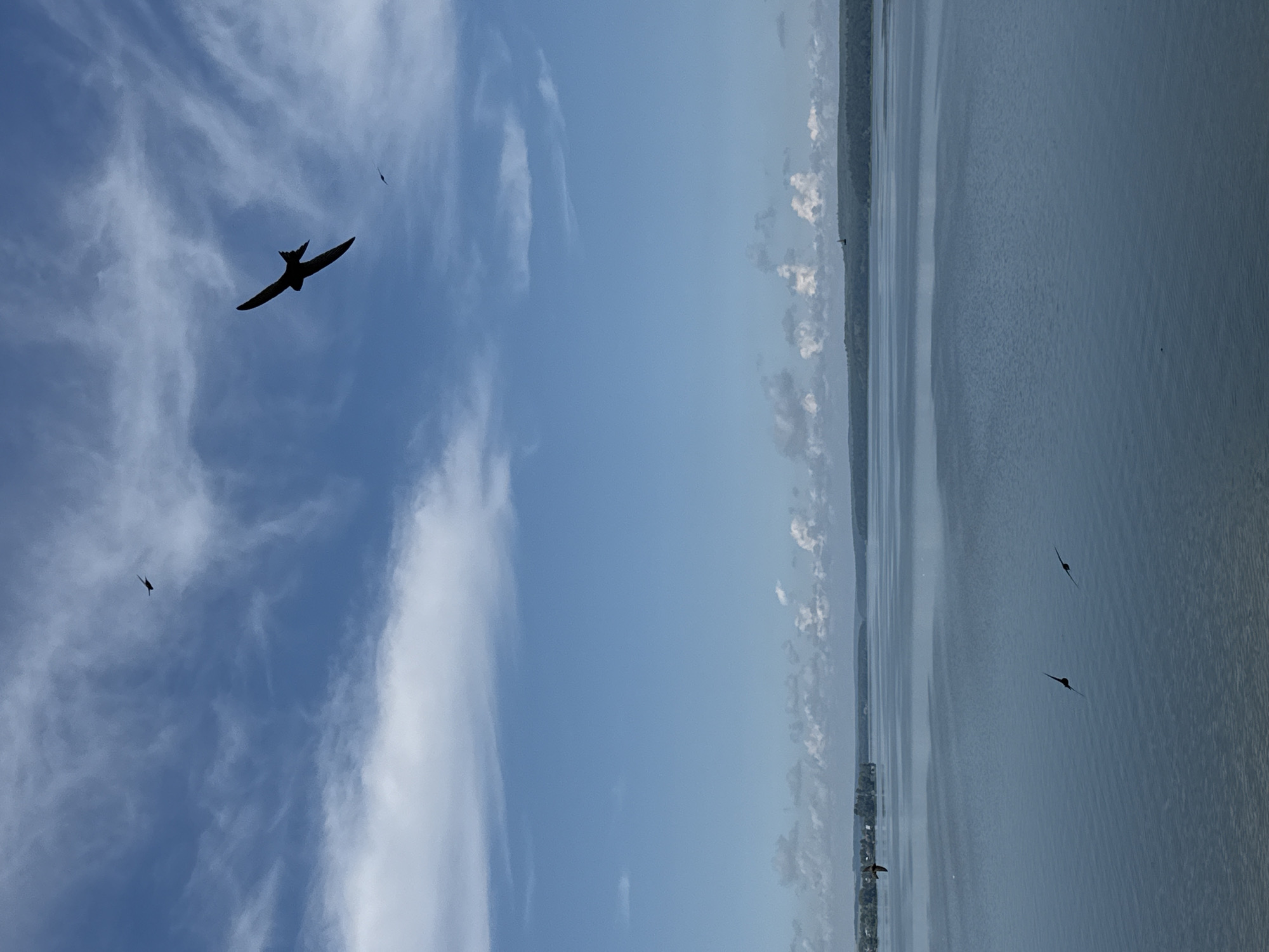 The image depicts a wide, calm body of water under a bright blue sky with scattered white clouds. Several silhouetted birds are in flight, with one prominent bird in the upper right quadrant of the image, its wings spread wide. In the distance, a tree-lined shore forms the horizon. The scene appears to be a natural landscape, possibly a lake or river. There are no discernible people or man-made structures in the immediate foreground or mid-ground. The overall impression is one of tranquility and nature. The reference to Votkinsk, Russia, suggests this scene might be of the Kama River or a reservoir associated with it, a prominent geographical feature in that region.