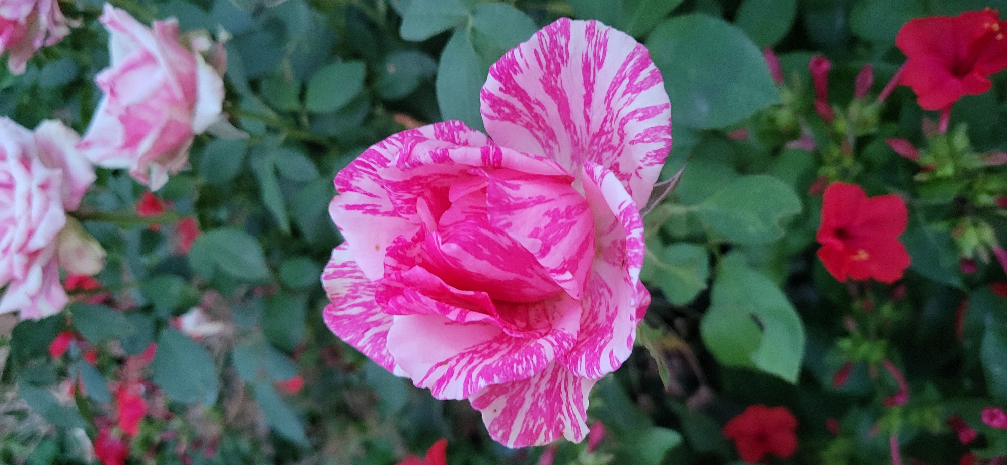 A close-up, vertical shot features a bi-colored pink and white rose in full bloom, prominently positioned in the foreground. The rose exhibits a striped pattern of vibrant pink and pure white on its petals. Its center is a rich pink, gradually transitioning to a lighter pink and white towards the edges of the petals. Surrounding the rose are lush green leaves and several small, red flowers, adding pops of color to the background. The image is well-lit, with the focus sharp on the central rose, while the background elements are softly blurred, creating a sense of depth. The scene is likely an outdoor garden, possibly in a park or residential area within the city of Taldykorgan, Kazakhstan, given the variety of flowering plants. There are no people or animals visible in the frame, suggesting a tranquil, natural setting. The overall impression is one of vibrant floral beauty.