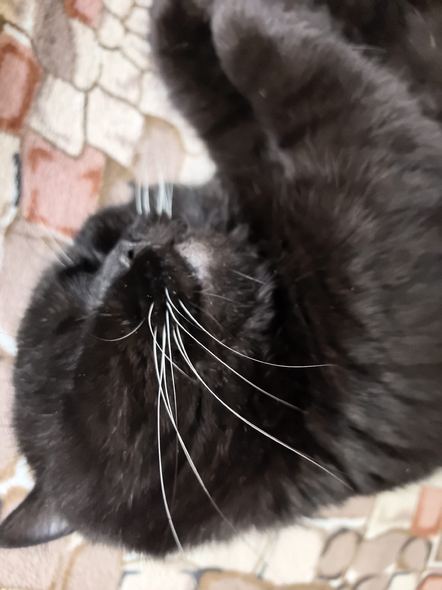 A black cat is lying on its back on a patterned surface. The cat's fur is black, and it has long white whiskers. The background surface appears to be a blanket or rug with a pattern of beige, pink, and brown shapes. The image is taken from a close-up perspective, focusing on the cat's face and upper body. The cat's eyes are closed, and its mouth is slightly open. The overall impression is one of relaxation and comfort.