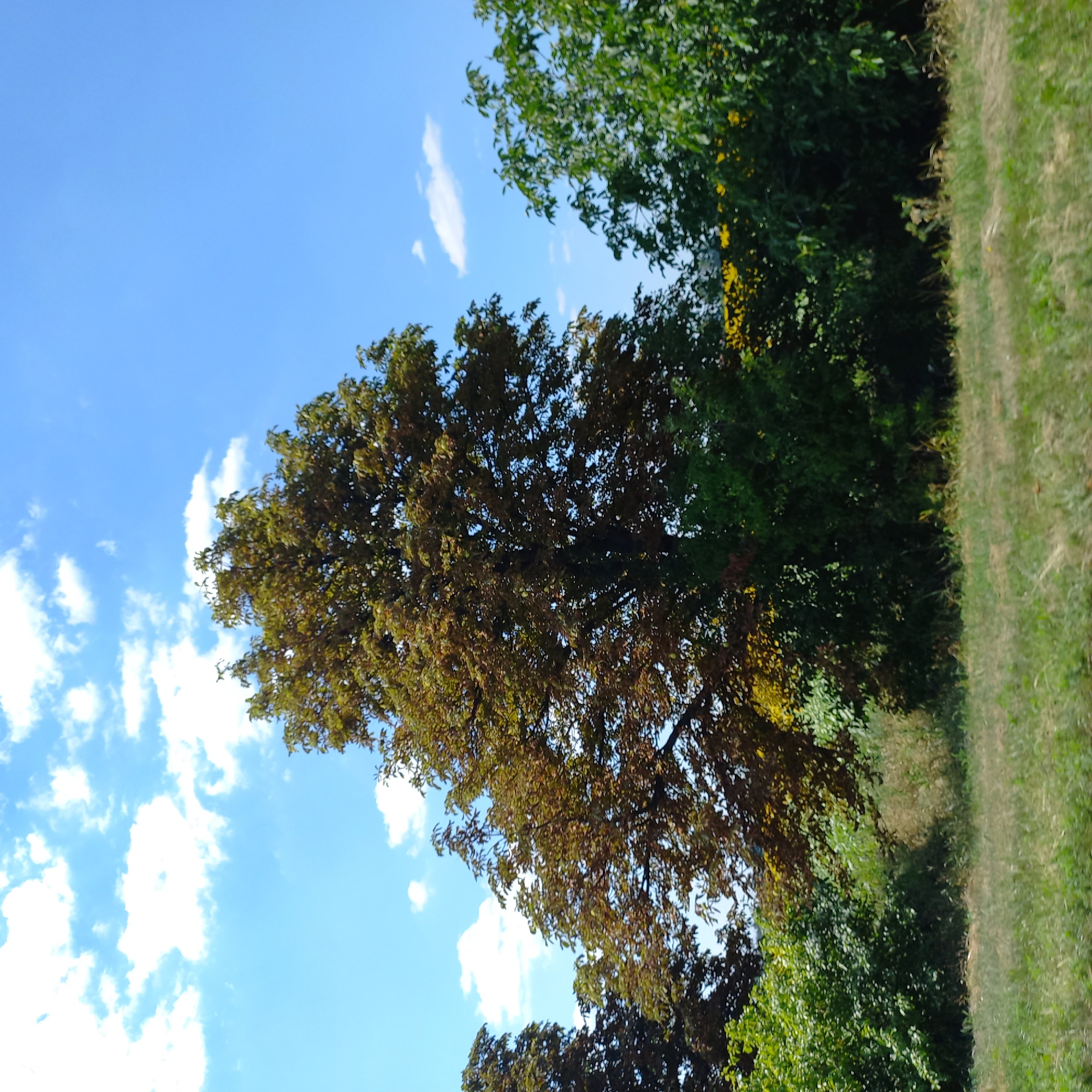 The image depicts a sunny day with a clear blue sky scattered with fluffy white clouds. In the foreground, there is a field of dry, yellow-green grass. Behind the grass, a dense line of trees forms the backdrop. The most prominent tree in the center is large and deciduous, with a canopy of reddish-brown and green leaves, suggesting it might be autumn or a tree with naturally colored foliage. To the left of this central tree, another tree with darker green leaves is partially visible. To the right, a line of vibrant green trees stretches across the frame, with patches of yellow flowers visible among them. The scene suggests a natural, possibly rural or park-like setting. The image was captured in Kropyvnytskyi, Ukraine.