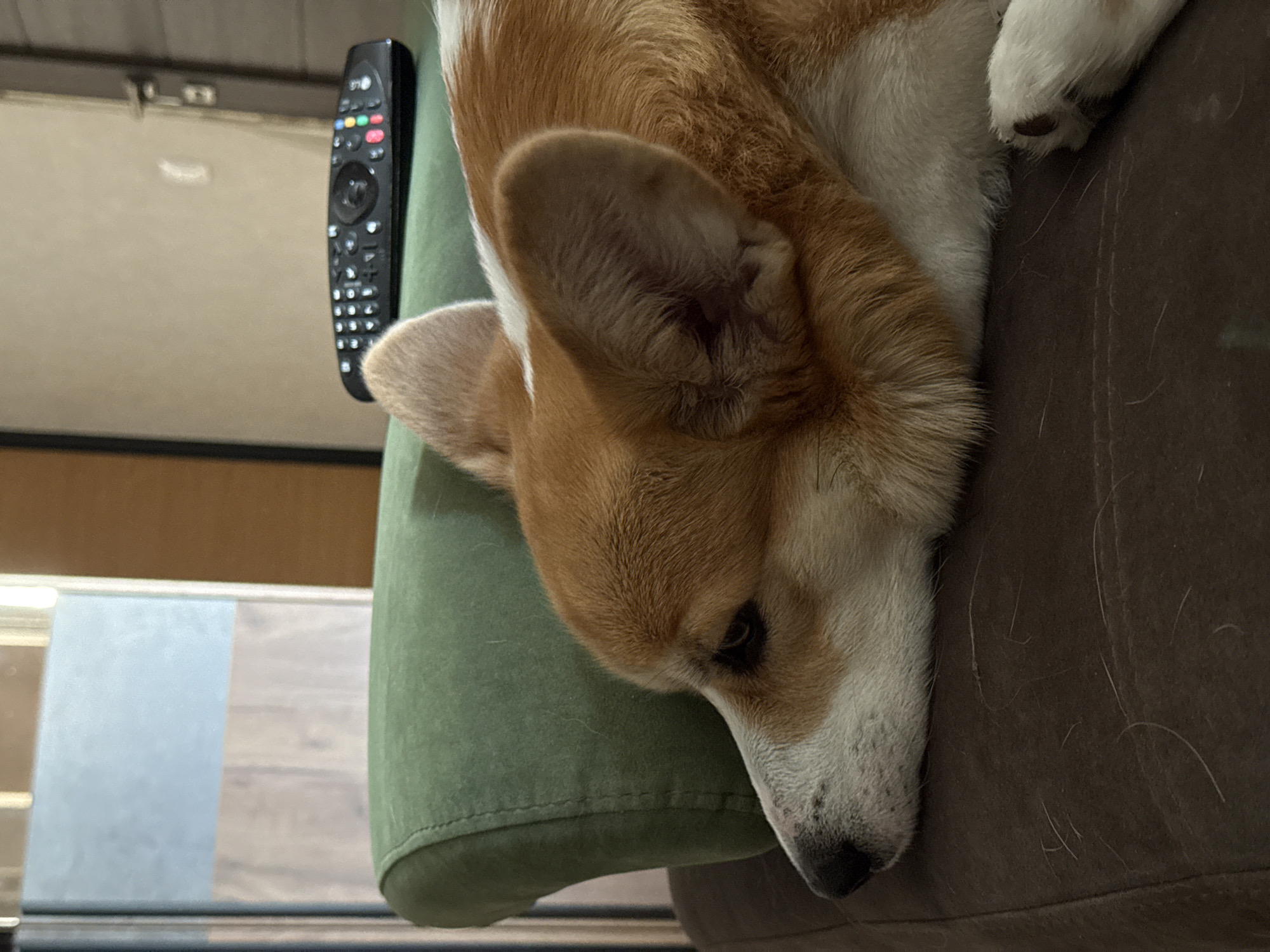 A close-up shot depicts a Corgi dog resting its head on a green pillow. A black remote control sits on the pillow near the dog's head. The dog's fur is a mix of brown, white, and tan. The background shows a light-colored wall and a partial view of a wooden floor. No people are visible in the image. The setting suggests an interior space. There is no information to place this image within Krasnoyarsk, Russia.