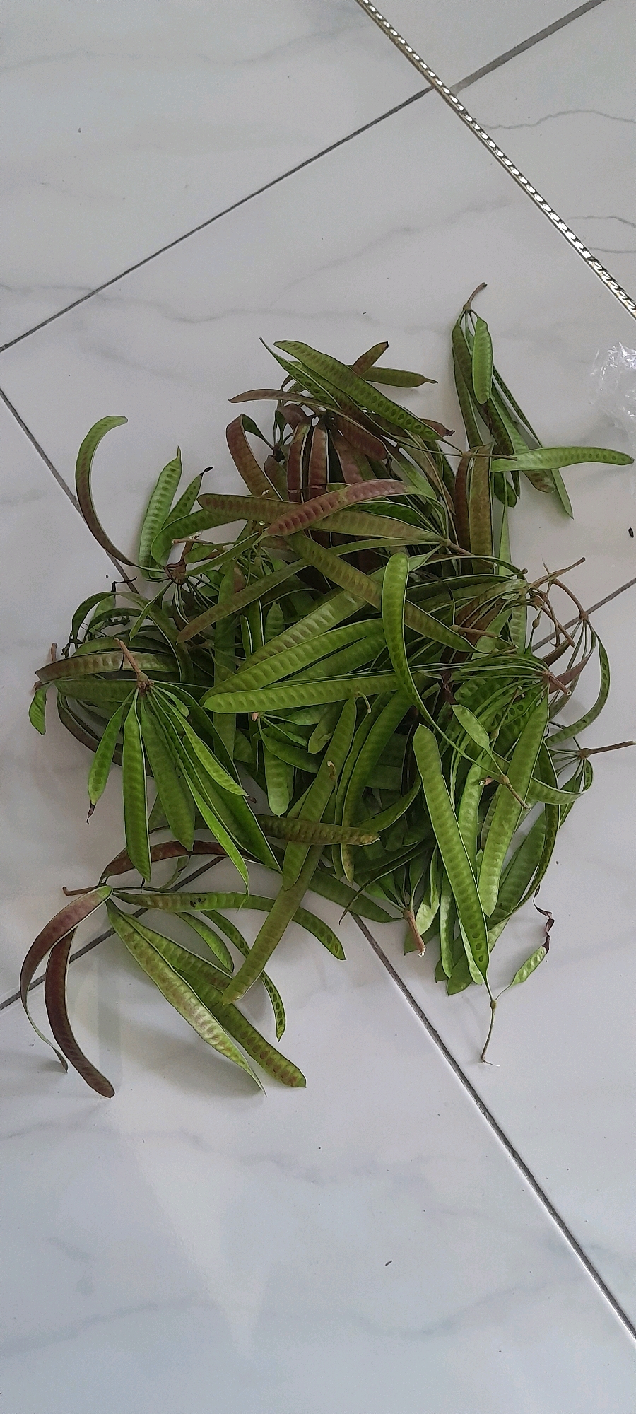 A pile of green and reddish-brown seed pods lies on a white tiled floor. The tiles are laid in a grid pattern, with dark grout lines. The seed pods are long and slender, with visible seeds inside some of them. They appear to be fresh and have stems attached. There is a hint of a plastic bag in the upper right corner of the image. The lighting suggests an indoor setting. There are no people or animals visible in the image. The location is identified as Bendungan, Indonesia, but this information cannot be visually verified from the provided image.
