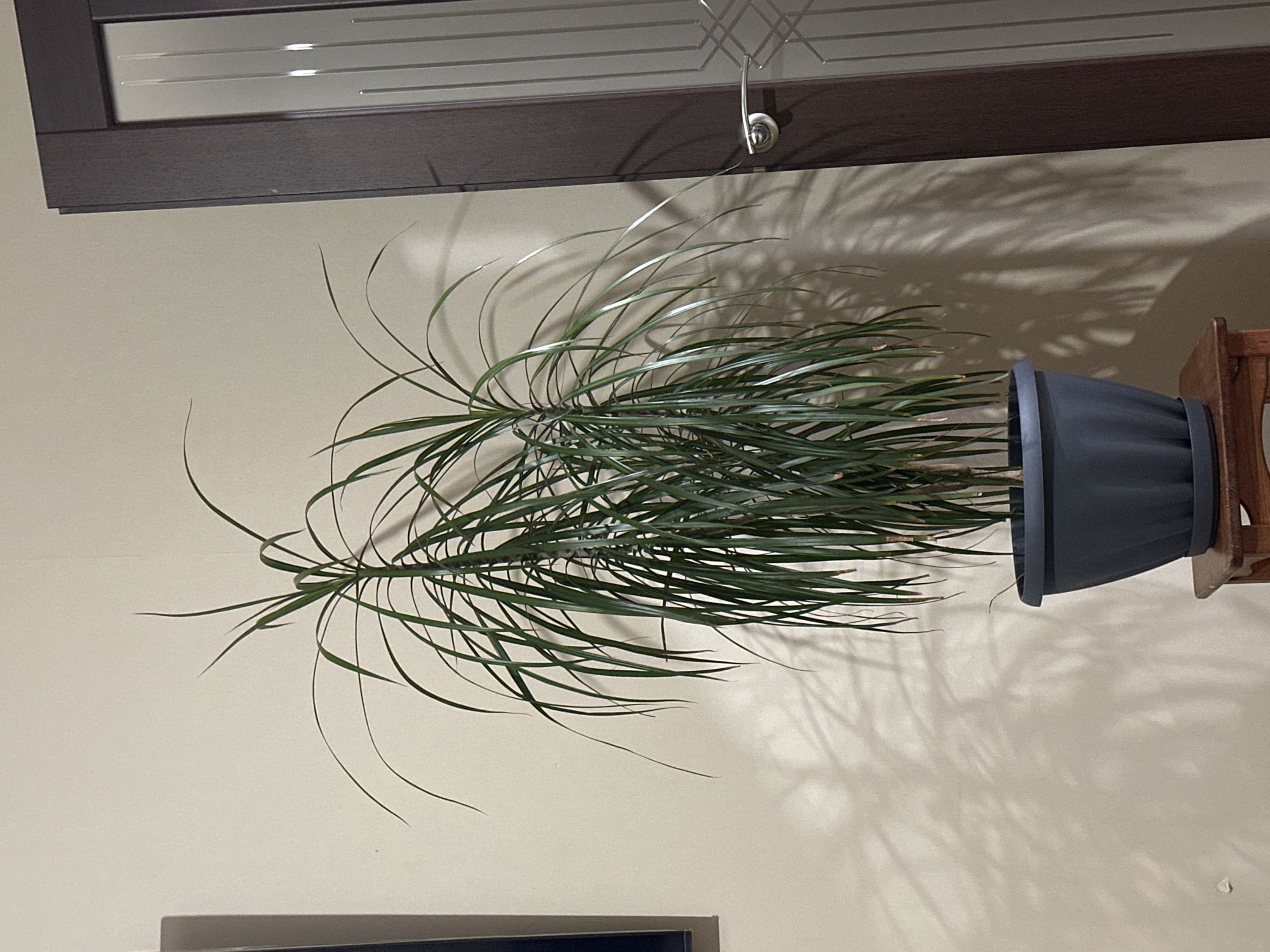 A tall, leafy green plant in a dark grey pot sits on a small wooden table. The plant has long, slender leaves that arch outwards. Behind the plant, a beige wall displays the dappled shadows of the leaves, creating an abstract pattern. To the right of the plant is a dark brown door with a silver doorknob and frosted glass panels. The overall scene appears to be an indoor setting, possibly a home or office, in Novokuznetsk, Russia.