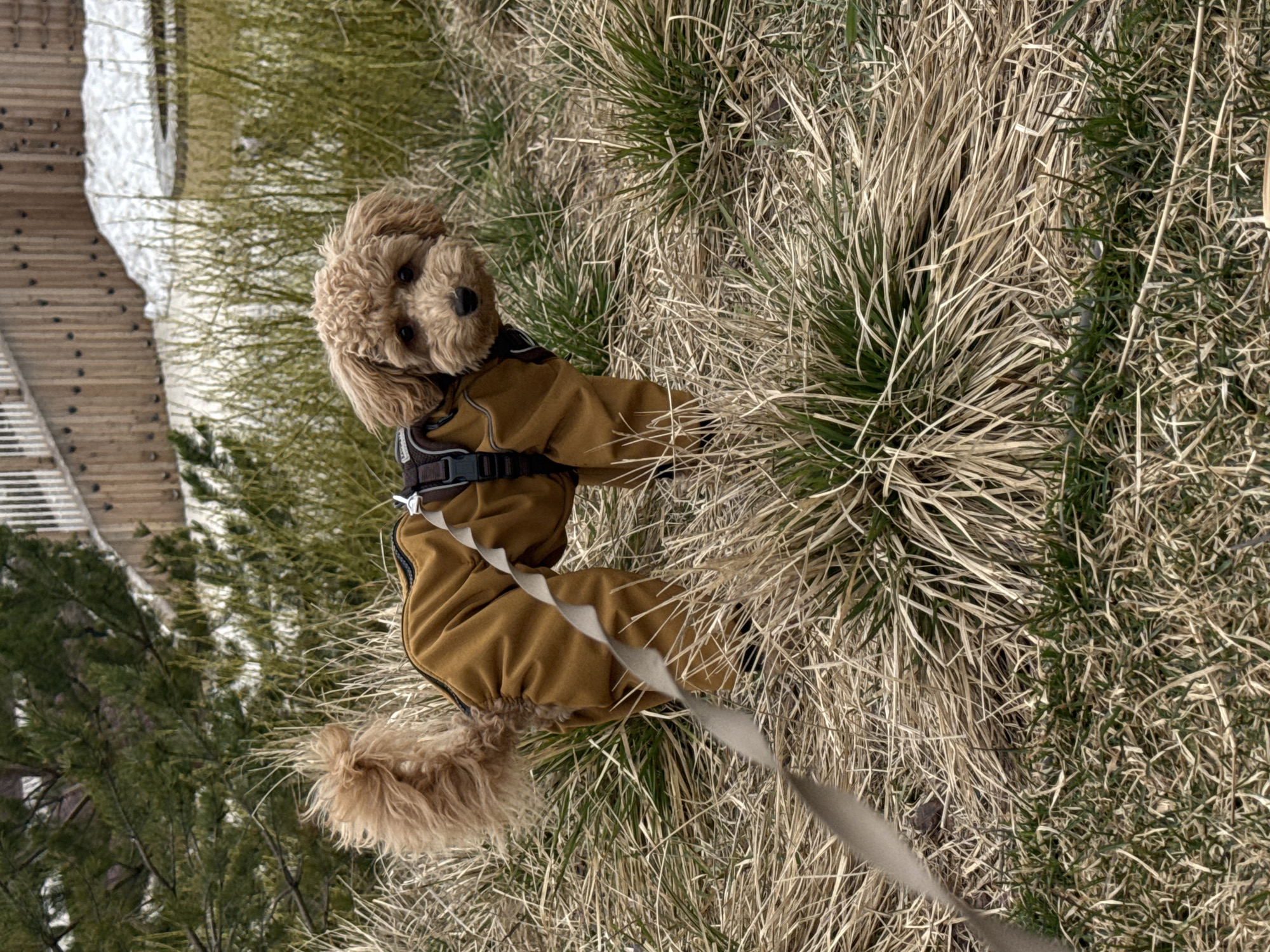 A tan-colored poodle dog wearing a brown jumpsuit with black and white straps is standing in grass. The dog is looking toward the camera. The dog is on a leash. The background shows a wooden structure with snow on it, and other green plants. This is likely a park in Pervomaysky, Russia.