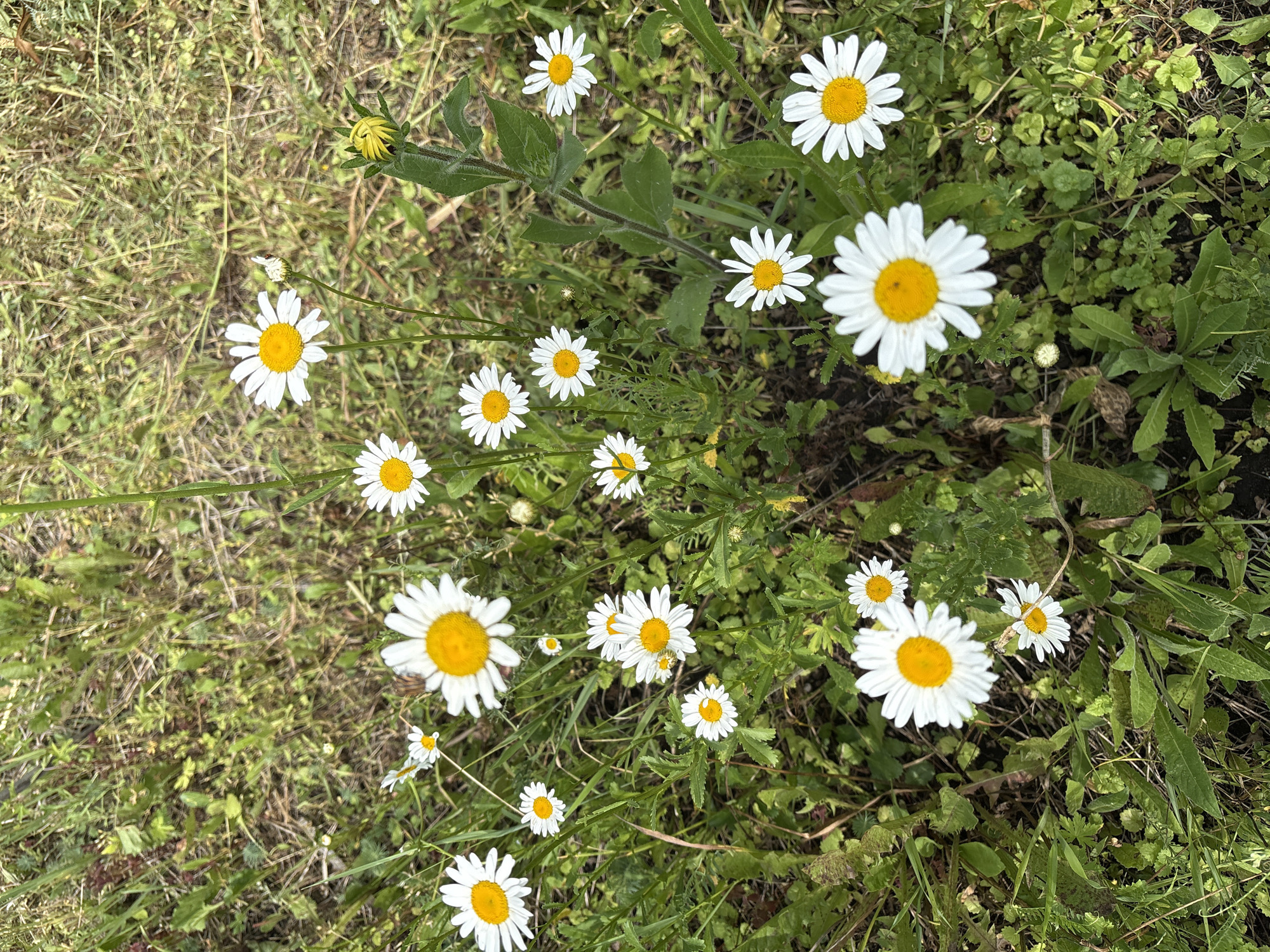 In Dubrovino, Russia, a close-up, high-angle shot captures a cluster of wild daisies growing amidst lush green grass and other vegetation. The daisies, with their characteristic white petals and yellow centers, are the primary subjects, with many in full bloom and a few buds present. The scene appears to be a natural outdoor setting, possibly a field or meadow, devoid of any human presence or discernible man-made structures. The lighting suggests it is daytime, with natural light illuminating the flowers. The focus is on the botanical details of the daisies and the surrounding greenery.