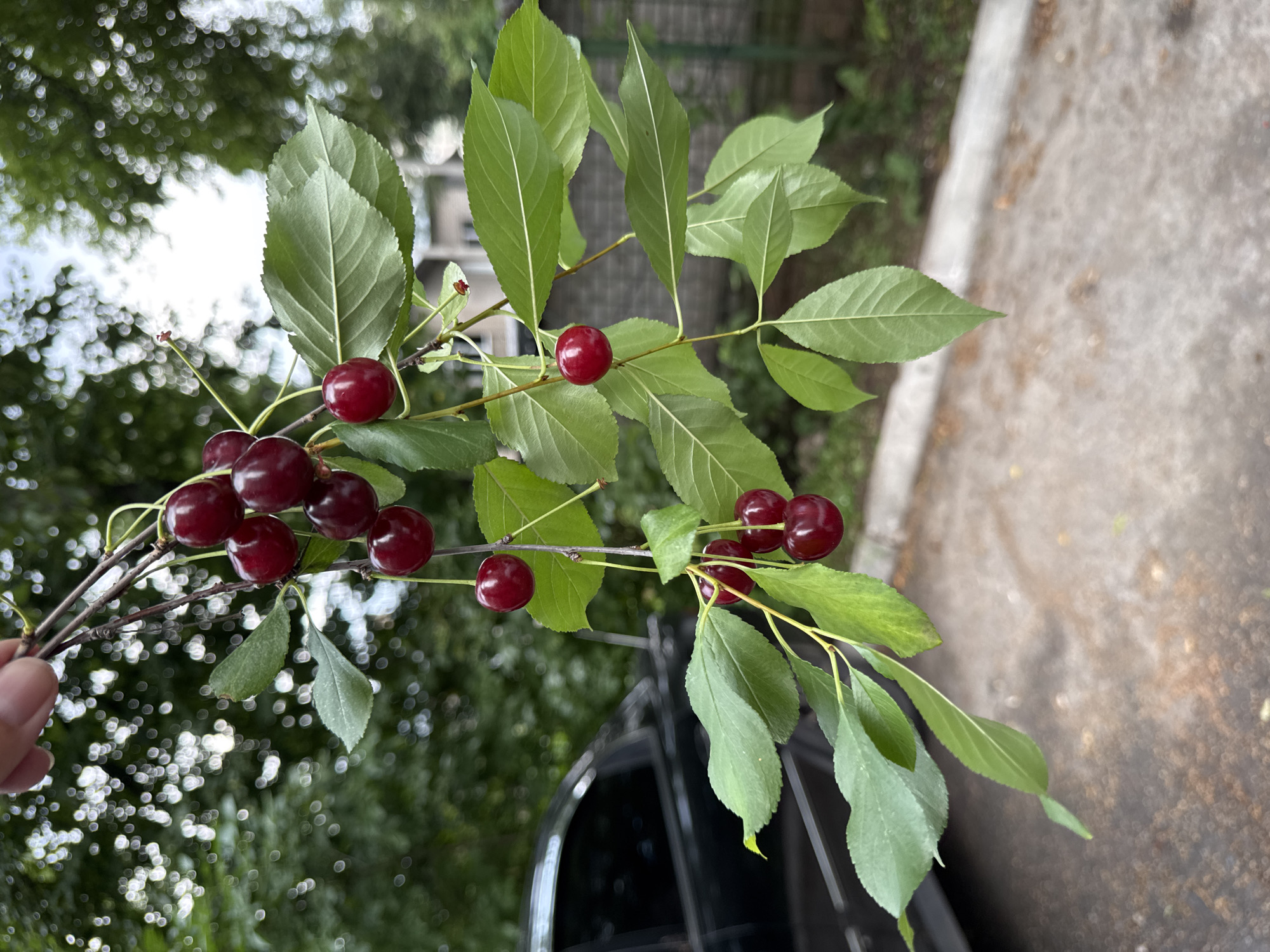 A person's fingers are holding a branch of cherries, with several ripe, dark red cherries and green leaves. The branch is positioned in the foreground, with a blurred background of trees and a portion of a dark-colored car. The scene appears to be outdoors, possibly in a residential area, given the presence of a car and a hint of fencing. The lighting suggests it is daytime. No specific landmarks or indicators of the city of Ufa, Russia are visible in the image.
