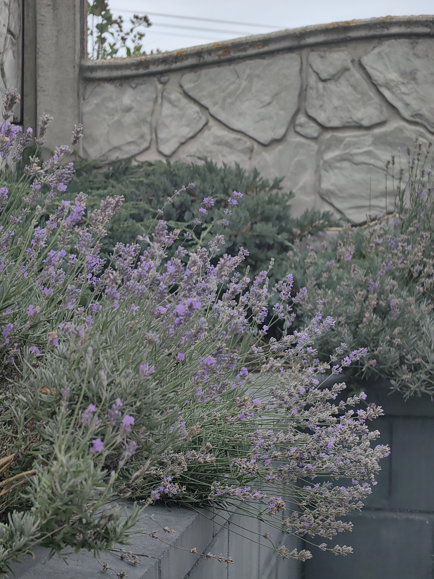 The image shows a close-up view of lavender bushes in bloom, with purple flowers and gray-green foliage. The bushes are situated in front of a textured stone wall, likely a garden or property boundary. The stone wall appears to be made of irregularly shaped, light gray stones with darker grout lines. A concrete pillar or post is visible on the left side of the image, partially obscuring the stone wall. The overall setting suggests an outdoor environment, possibly a garden or yard in the city of Фаніпальскі сельскі Савет, Belarus. The sky is overcast and appears light gray in the background. There are no people or animals visible in the image. The focus is on the lavender plants and the stone wall.