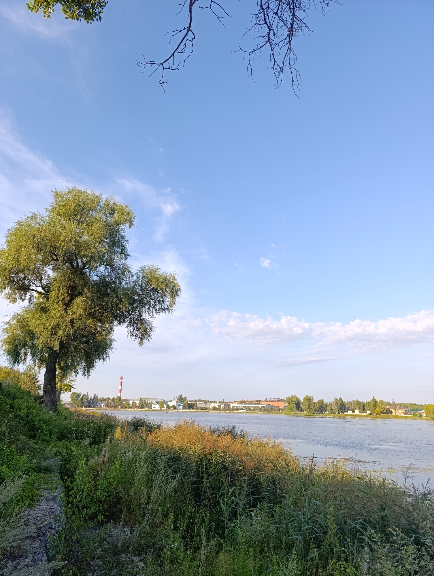 A wide-angle, eye-level, outdoor, daytime, natural-light photograph captures a serene waterscape under a clear blue sky. In the foreground, a dense embankment of lush green grass, reeds, and other vegetation slopes down towards a calm body of water. The vegetation is a mix of tall, wispy grasses and thicker, leafy bushes, with hints of dry, golden stalks interspersed. The embankment is reinforced in some areas with gabions filled with grey stones. A large, mature tree with a thick trunk and sprawling branches laden with green leaves dominates the left side of the frame, casting dappled shadows.
Across the water, a distant shoreline is visible, characterized by a flat expanse of trees and buildings. Prominent among these is a tall, cylindrical structure with red and white horizontal stripes, likely a smokestack or lighthouse. Several other buildings, including what appears to be industrial or institutional structures with brick facades, are scattered along the horizon. A bridge can be seen spanning the water in the distance.
The water itself is a placid blue-grey, reflecting the sky and occasional wisps of white clouds. The sky above is a brilliant, clear blue, with thin, feathery clouds streaking across the upper portion. Two bare, branching tree limbs hang from the top edge of the frame, silhouetted against the sky, suggesting the viewpoint is from beneath other trees. The overall impression is one of tranquility and natural beauty, with a touch of industrial presence on the distant horizon.