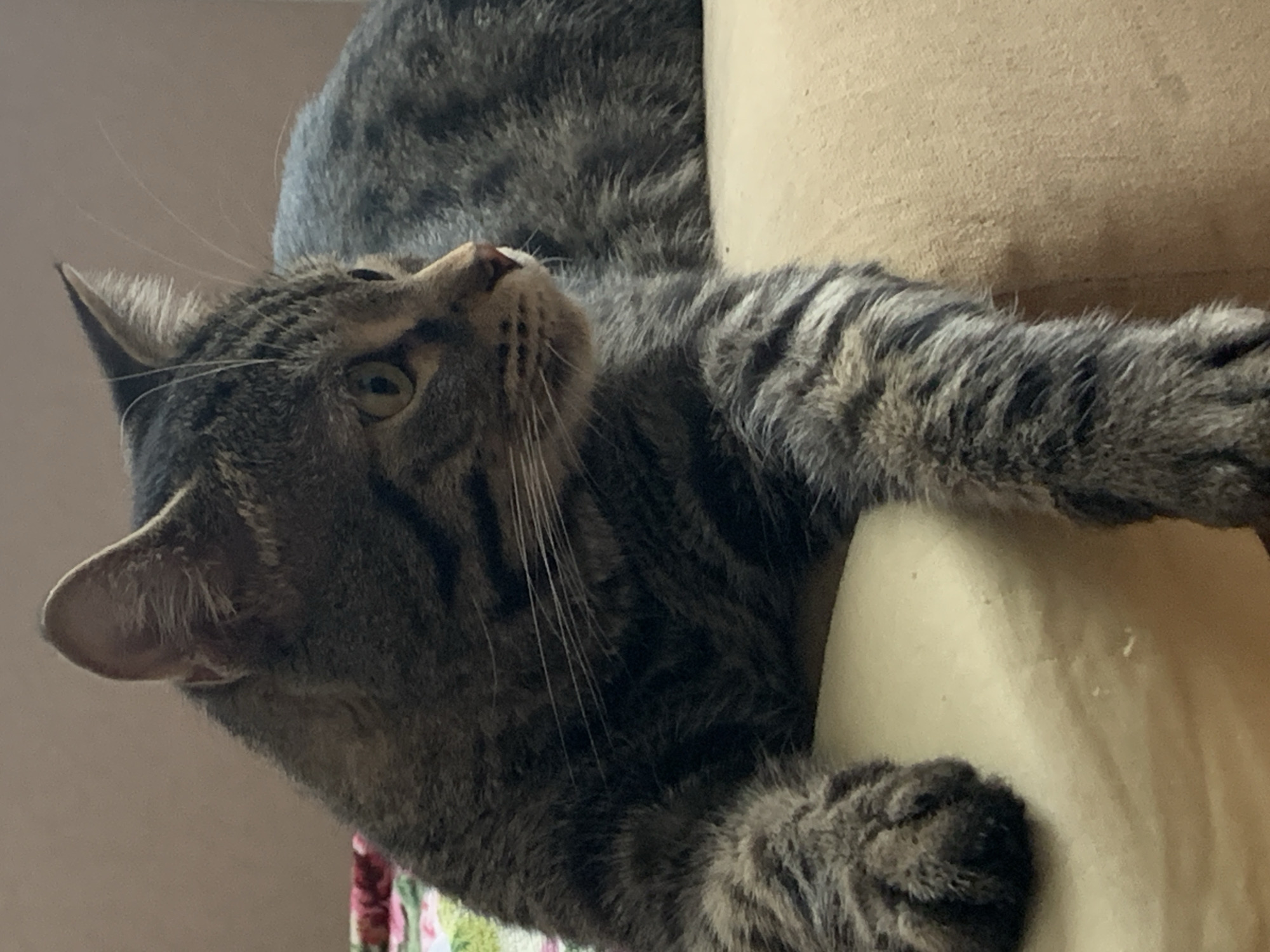 A gray tabby cat is lying on a beige cushion. The cat's head is tilted slightly upwards, and it is looking up. One paw is visible, resting on the cushion. The background is out of focus.
