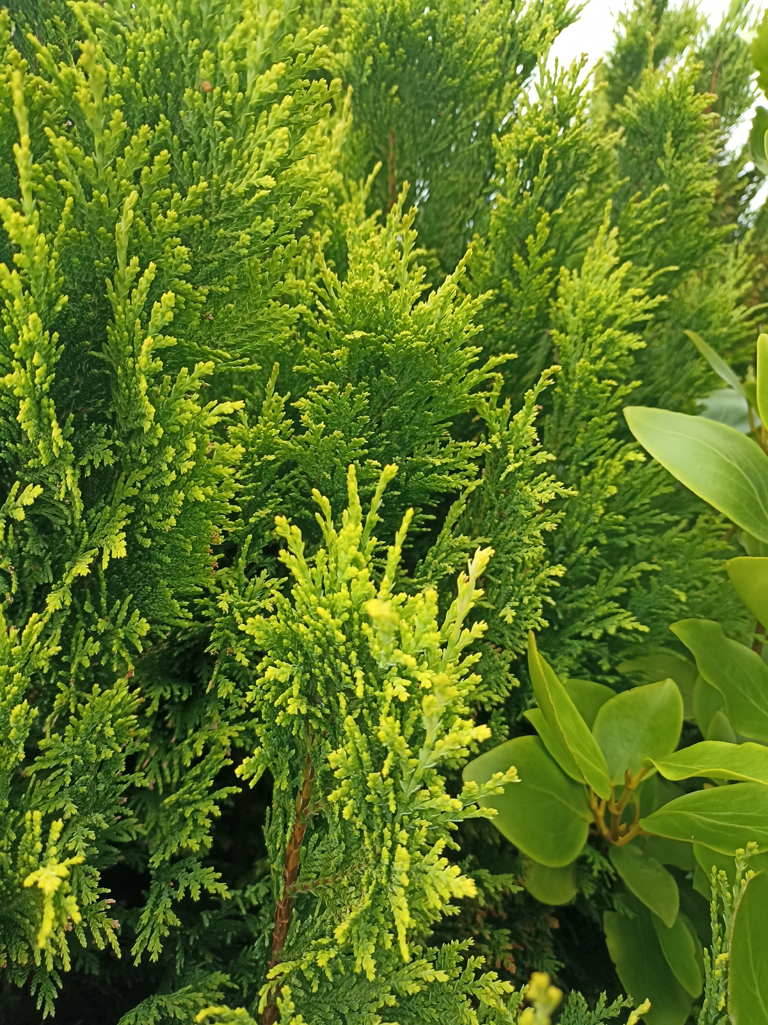 This media file is a close-up, eye-level photograph of dense, vibrant green foliage. The primary subjects are two types of evergreen plants. On the left, there is a conifer, likely a cypress or cedar, with finely textured, feathery branches. The tips of these branches exhibit a brighter, almost yellow-green hue, suggesting new growth or a different variety. To the right, larger, glossy green leaves of another plant are visible, partially overlapping the conifer. These leaves are ovate and smooth, with a deep green color.
The image is a still shot, with no activity depicted. The focus is on the textures and colors of the plants. The lighting appears natural, suggesting daytime, and the bright green hues indicate healthy, sunlit vegetation. There are no discernible location cues beyond what is generally understood about evergreen flora. No people, text, or specific weather conditions are apparent. The overall impression is one of natural beauty and lushness, with a particular emphasis on the intricate details of the plant life. The provided location context, Annagry West, Ireland, suggests that these plants are likely growing outdoors in a temperate climate.