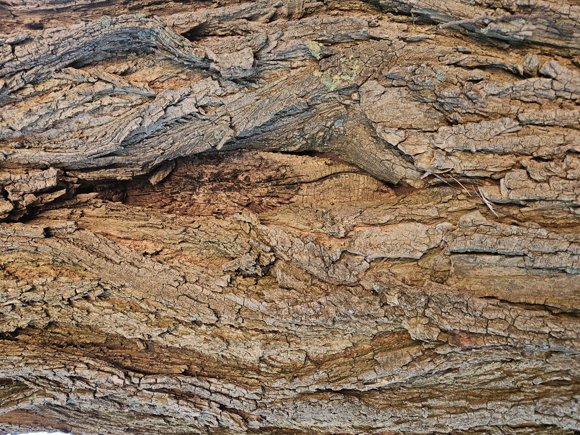 The image is a close-up, detailed view of the rough, textured bark of a tree. The bark exhibits deep fissures, ridges, and a dry, weathered appearance with variations in color ranging from light brown to reddish-brown and gray. Some patches of light green lichen are visible on the surface. The lighting suggests an outdoor environment, possibly during the day, with some natural shadows accentuating the bark's texture. The image does not contain any people, actions, or interactions.
This image was taken on the grounds of the University of Rzeszów in Rzeszów, Poland.