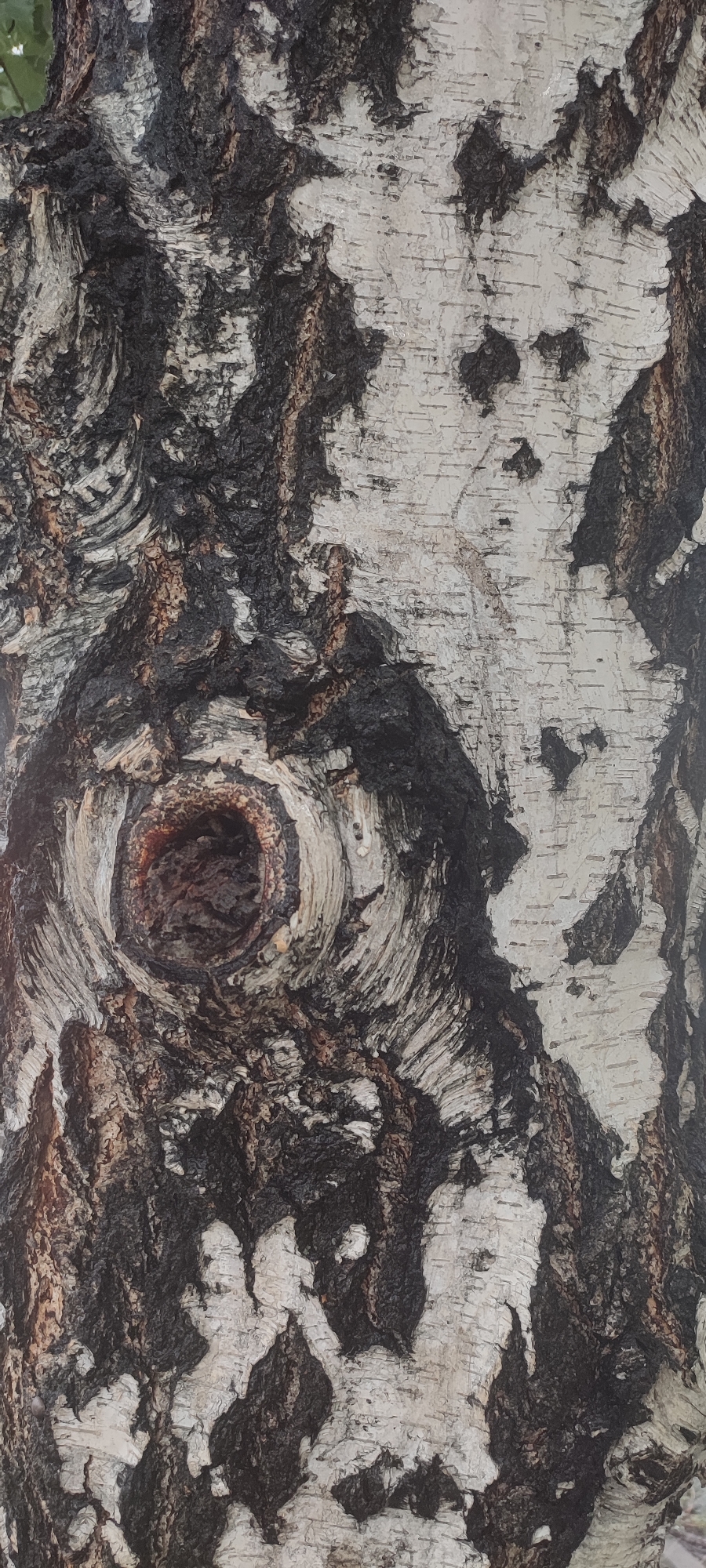This is a close-up, vertically oriented photograph of the textured bark of a birch tree. The bark displays the characteristic white, papery outer layer with dark, irregular patches and horizontal lenticels. Prominently featured is a large, circular knot or blemish in the bark, with a dark, hollow center and concentric rings of lighter wood grain radiating outwards. The overall texture is rough and irregular, with deep crevices and raised areas, suggesting the age and character of the tree. The lighting appears to be natural daylight, casting subtle shadows that highlight the depth and texture of the bark. The background is entirely filled with the tree's bark, with no other environmental elements visible. The image does not depict any people, actions, or interactions. There is no information available to specifically identify the location within the city of Novoaltaysk, Russia.