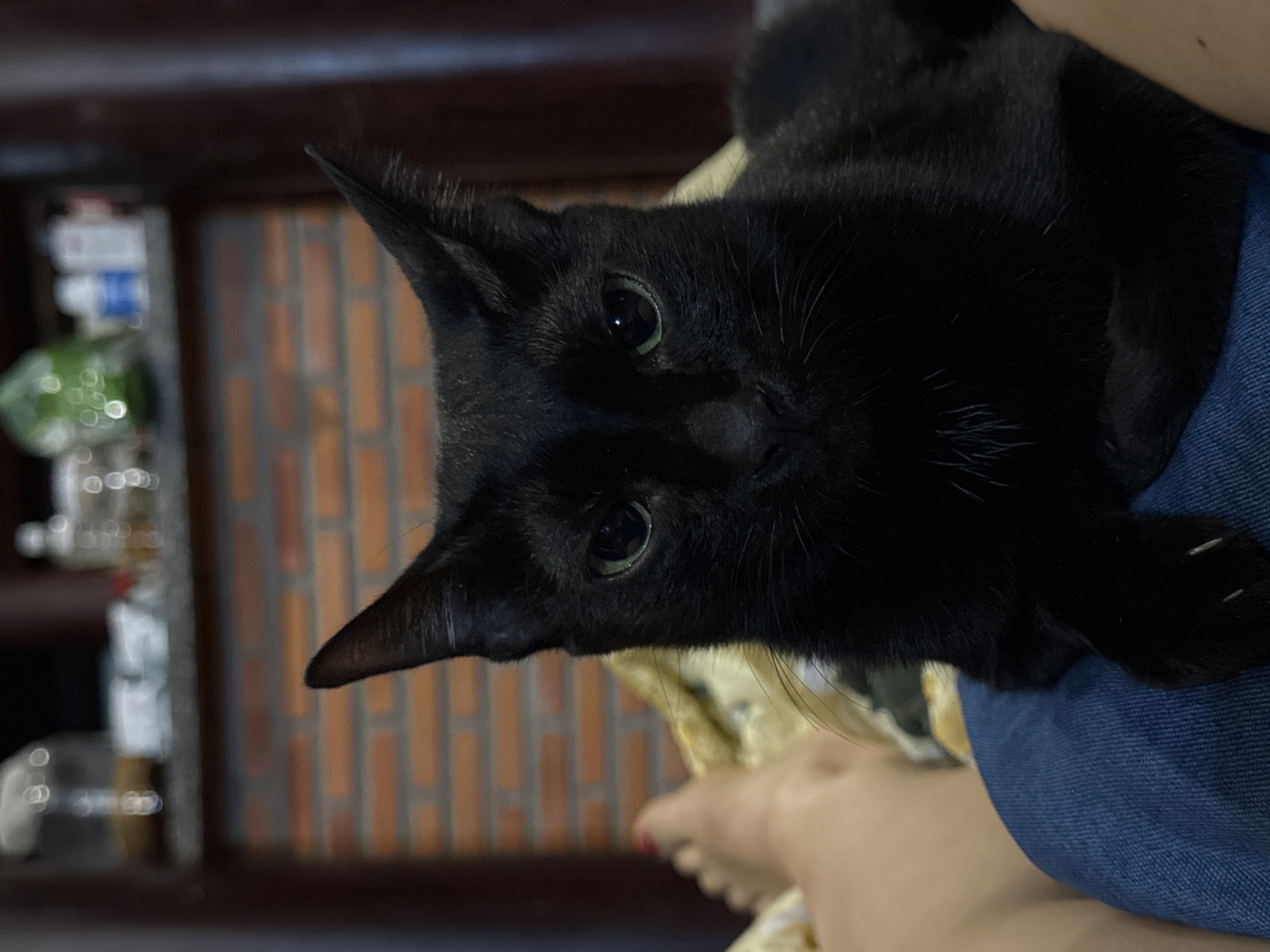 A close-up shot of a black cat with pointed ears, perched in someone's lap. The cat has green eyes and its fur appears glossy. The lap is covered with blue denim material. In the background, there is a blurry scene. To the left, there are blurry bottles and containers on a dark surface. Behind the cat, there's a partially visible brick wall, implying a location in a home or building. The image was likely taken indoors. Based on the information given, it's unknown if the setting is Mũi Né, Vietnam.