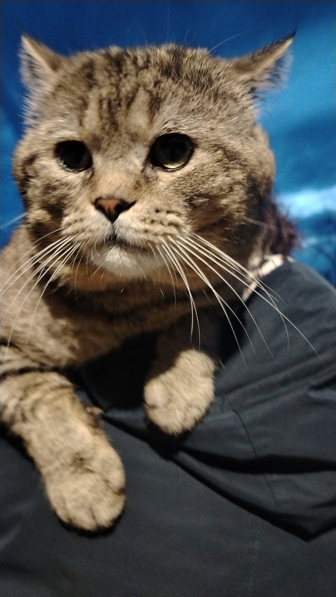 A close-up photograph shows a tabby cat with dark brown and light brown striped fur. The cat is held in someone's arms, with its front paws resting on a dark blue or gray shirt. The cat has a pink nose and long white whiskers. The background is blurred and appears to be a dark blue wall. The location is unknown.