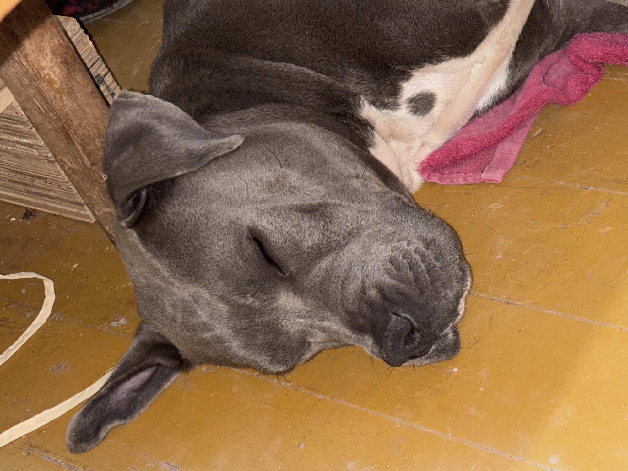 A gray and white American Bully breed dog lies asleep on a yellow linoleum floor. Part of a wood-stacked structure is visible to the left of the dog. A pink towel is located behind the dog. The location is likely indoors and the light is artificial.