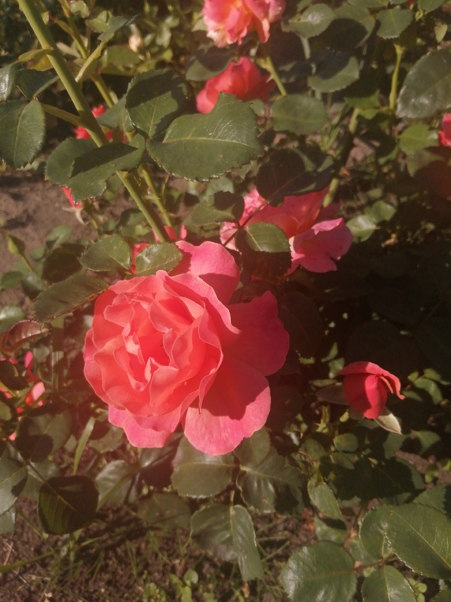 The image captures a close-up view of a rose bush with several blooms and foliage. The dominant subject is a large, vibrant coral-pink rose in the foreground, its petals tightly furled in the center and opening outwards. To the upper left and right of this rose are other pink and coral-colored roses, some in full bloom and others appearing as buds or partially opened. Lush green rose leaves, some with a slightly serrated edge, fill the background and surround the flowers. Sunlight filters through the leaves, creating dappled shadows and highlighting the texture of the petals and foliage. The ground beneath the bush appears to be soil with scattered grass and a few small green sprouts. The image seems to be taken outdoors, in natural light, suggesting a garden or park setting. The specific location within the city of Slonim, Belarus, is not discernible from the visual information provided.
