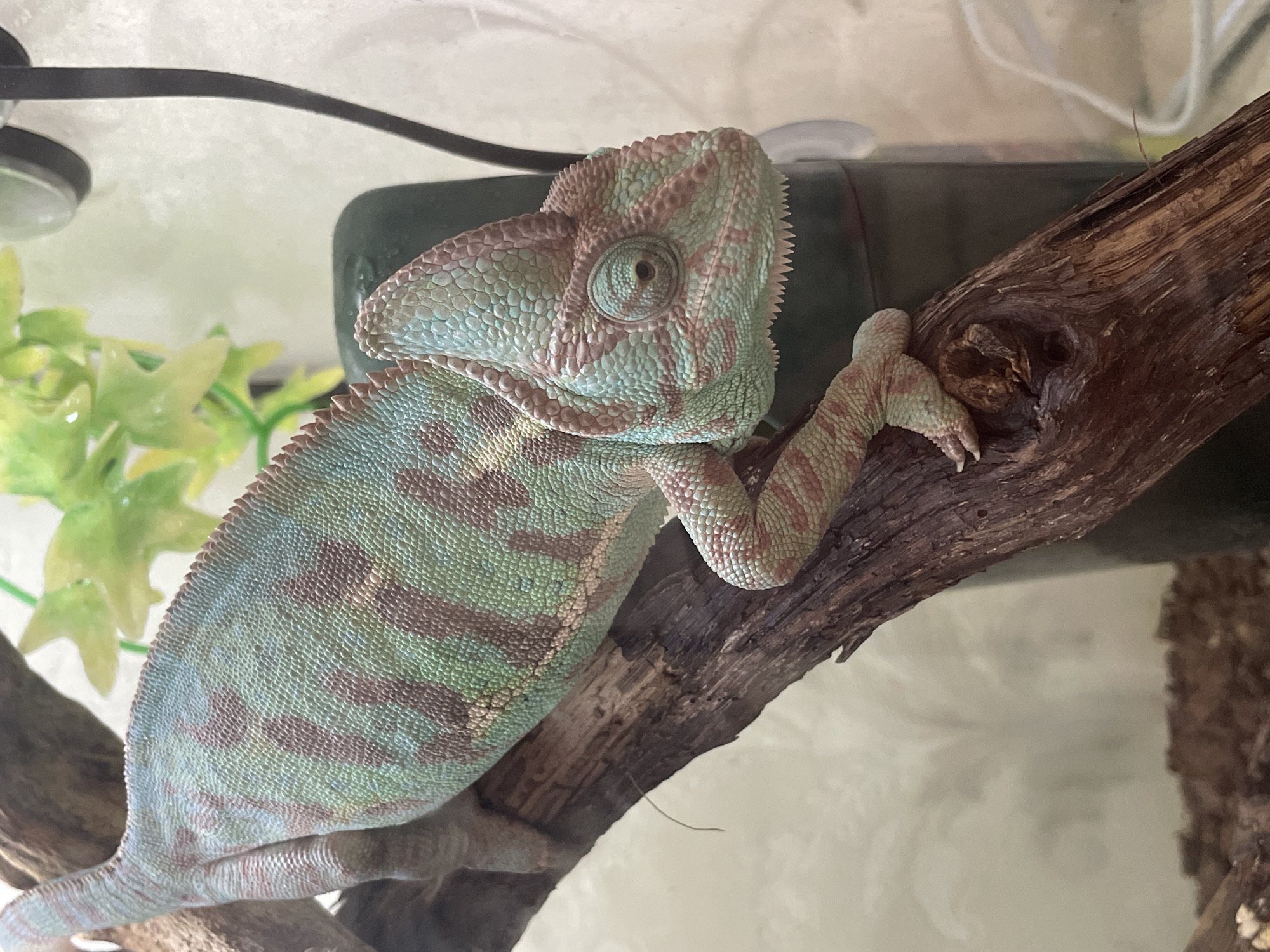 The image shows a veiled chameleon perched on a branch. The chameleon has a light green body with darker green and reddish-brown stripes. It has a prominent casque on its head and its eyes are independently movable. The chameleon is in a terrarium, which is indicated by the presence of artificial plants and substrate. There is no information available to determine the location of this image in Sochi, Russia.