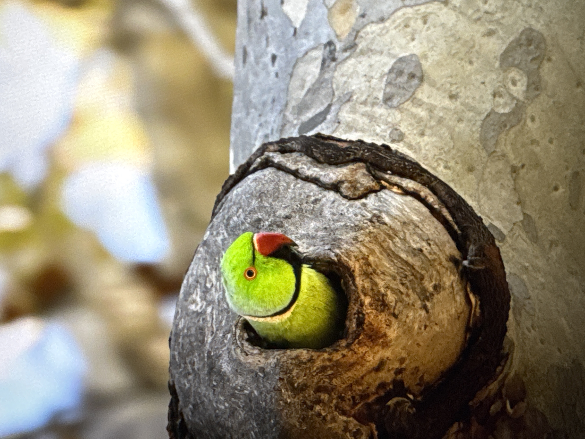 A vibrant green parrot with a red beak and an orange eye peers out of a hollow in a tree trunk. The parrot's head and neck are visible, with the rest of its body concealed within the dark opening. The tree trunk has a rough, textured surface with dark bark and lighter, weathered wood. The background is softly blurred, with patches of yellow and blue suggesting foliage and sky. The image is cropped to focus on the parrot and its immediate surroundings. There is no indication of the city of Kallithea, Greece within the image.