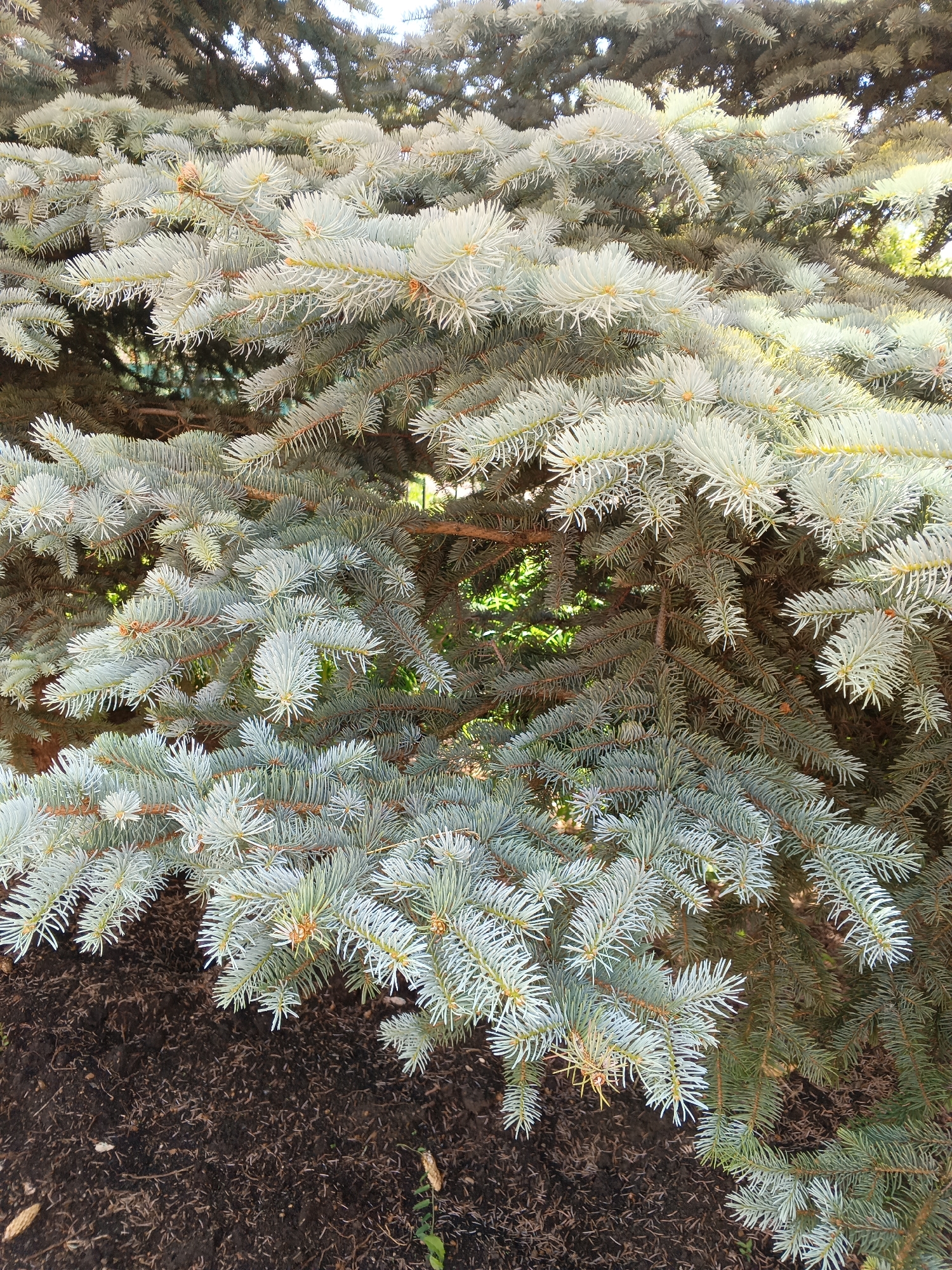 The image shows a close-up view of blue spruce tree branches with a dark soil ground cover in the lower left corner. The tree branches are dense and have a bluish-green needle coloration, with some areas appearing lighter due to sunlight. The soil appears moist and somewhat disturbed, with a few small twigs or debris scattered on its surface. In the background, the foliage of the same tree, and possibly other vegetation, is visible, creating a layered effect of green and blue-green hues. The scene is outdoors and appears to be in a natural or landscaped setting. There are no people or animals visible in the image. The lighting suggests it is daytime, with sunlight filtering through the branches. The location is identified as the city of Tolbazy, Russia.