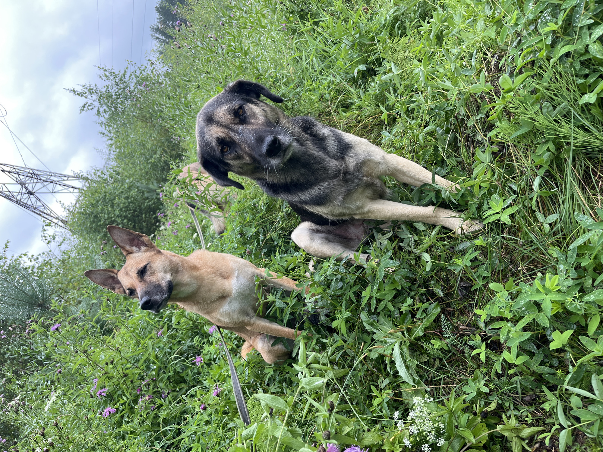 Two dogs are pictured in a grassy, outdoor area with wildflowers and trees. One dog, a tan German Shepherd mix, is sitting in the foreground on the left, looking up and to the left. The other dog, a black and tan mixed breed, is sitting in the foreground on the right, looking directly at the camera. A third dog, mostly out of focus, is visible in the background. In the upper right of the image, a large industrial tower with power lines is visible against a cloudy sky. The scene suggests a park or a natural area within or near the city of Nizhny Tagil, Russia.