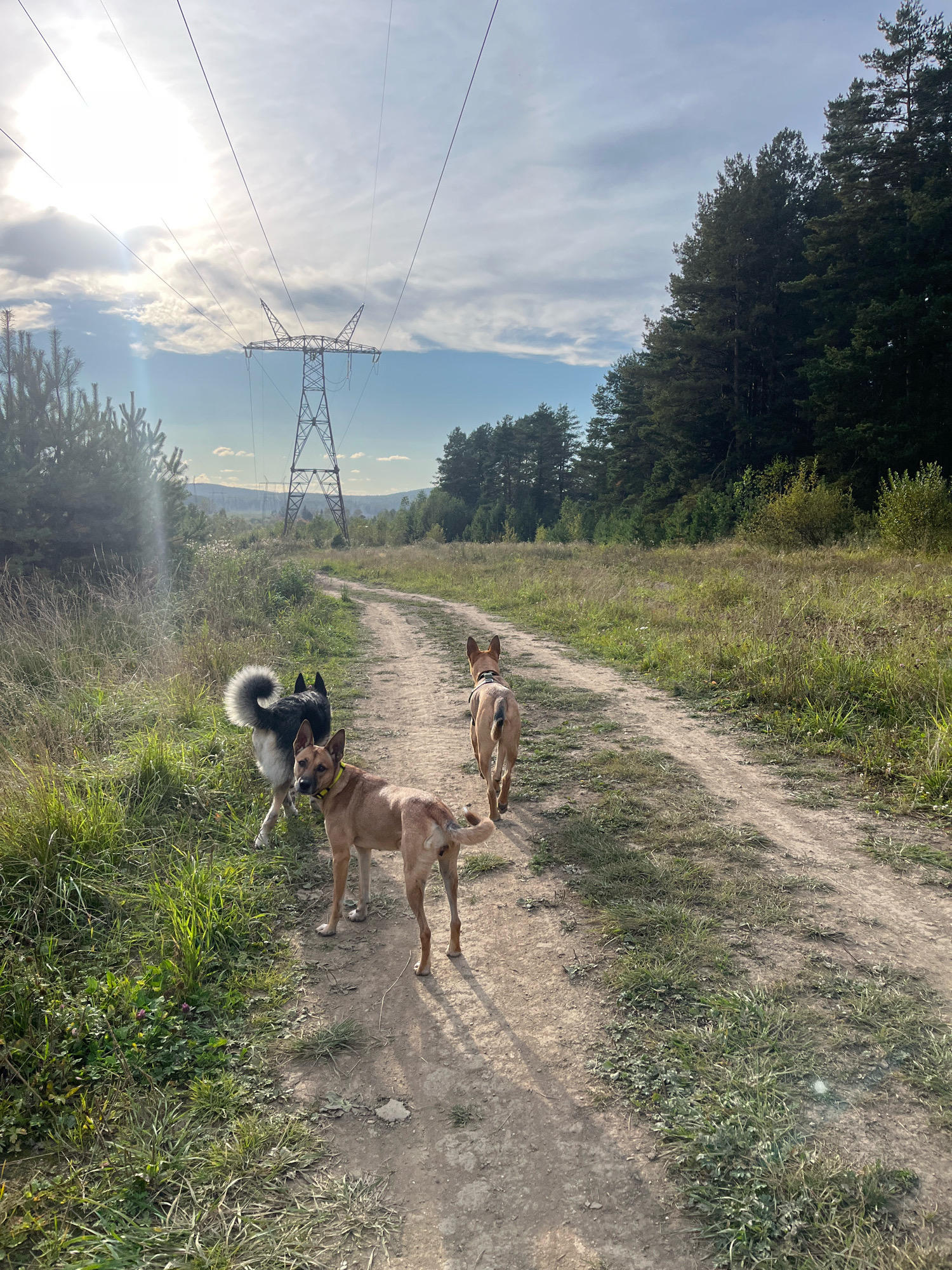 Three dogs are walking on a dirt road in a rural area. The dog in the foreground is a tan-colored mixed breed with a yellow collar. Behind it is a black and gray husky mix with a bushy tail. Further down the road is another tan-colored mixed breed. The road is lined with grass and trees. In the background, there is a large power tower and more trees in the distance. The sky is partly cloudy with the sun shining through. The location of this image is not the city of Nizhny Tagil, Russia, but appears to be a natural, undeveloped area.