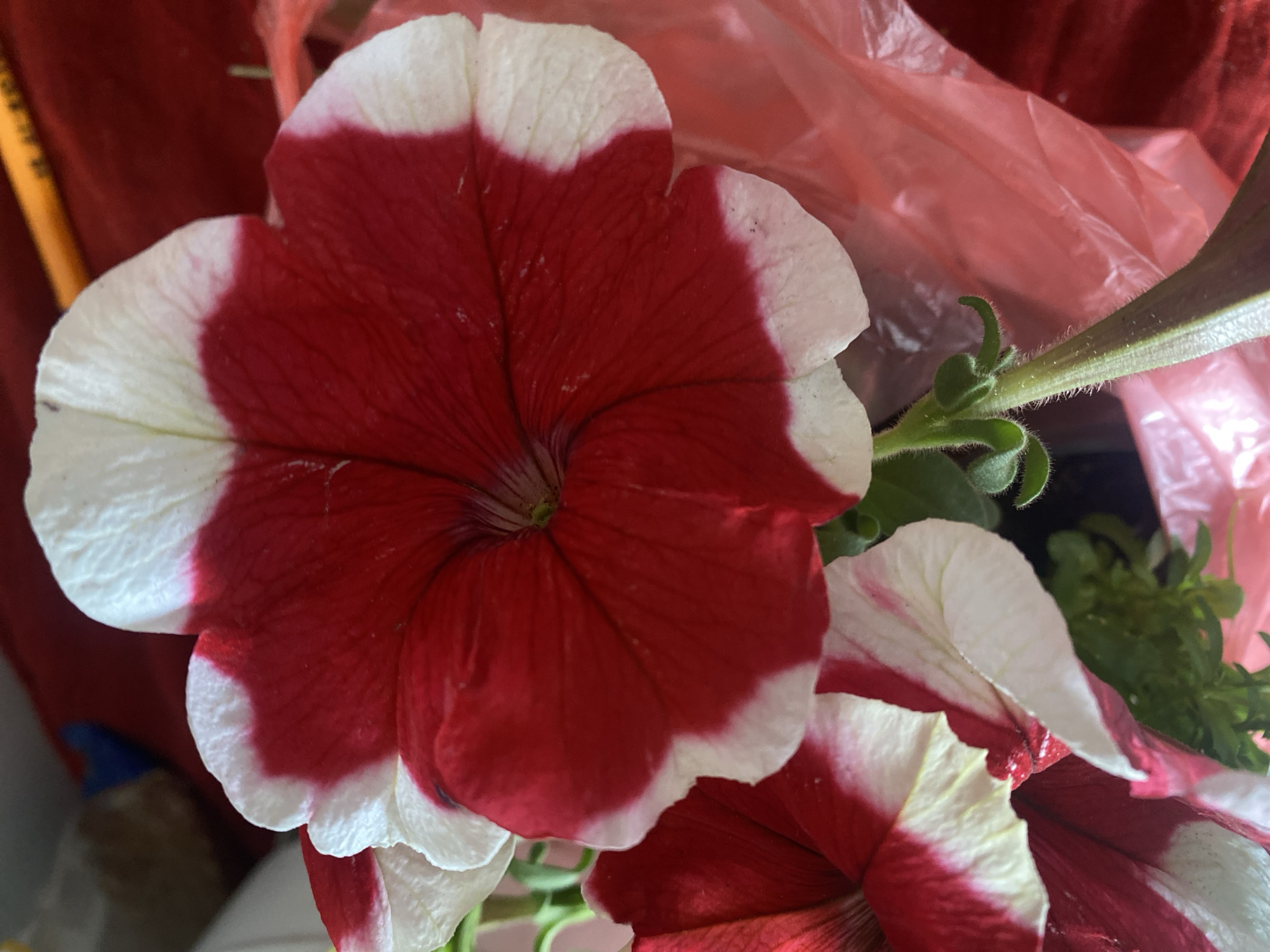 The image shows a close-up of a red and white petunia flower. The flower is in focus, with the red portion in the center and white edges. Another partially visible petunia flower is in the bottom right. The background contains blurred plastic and fabric. No information indicates the image was taken in Pakhynia, Ukraine.