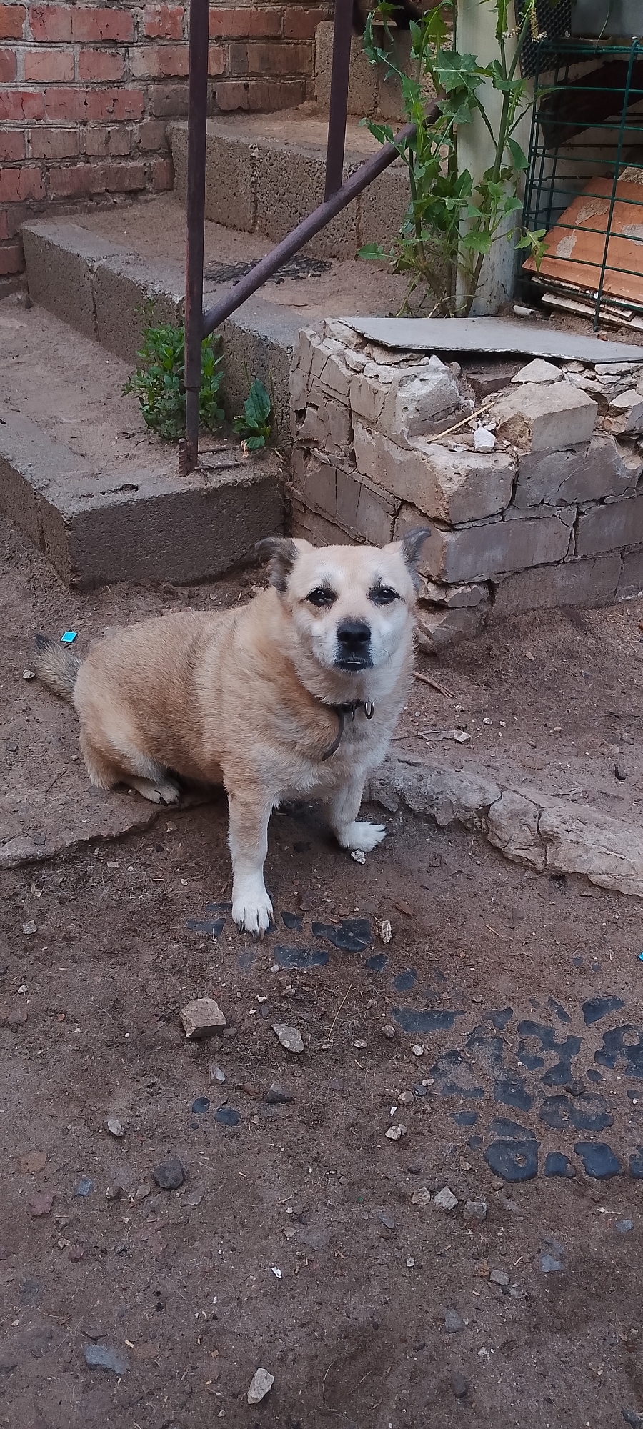 A tan and white dog sits on the dirt ground in front of a brick wall and a set of concrete steps. The dog is facing the camera and has its ears perked up. The dog is wearing a dark collar with a silver tag. Behind the dog, to the left, are concrete steps leading up to a red brick wall. To the right of the dog is a pile of broken bricks and some green plants. The ground is covered in dirt, small stones, and some scattered dark cobblestones. The lighting suggests it is daytime, with shadows indicating the sun is at an angle.
