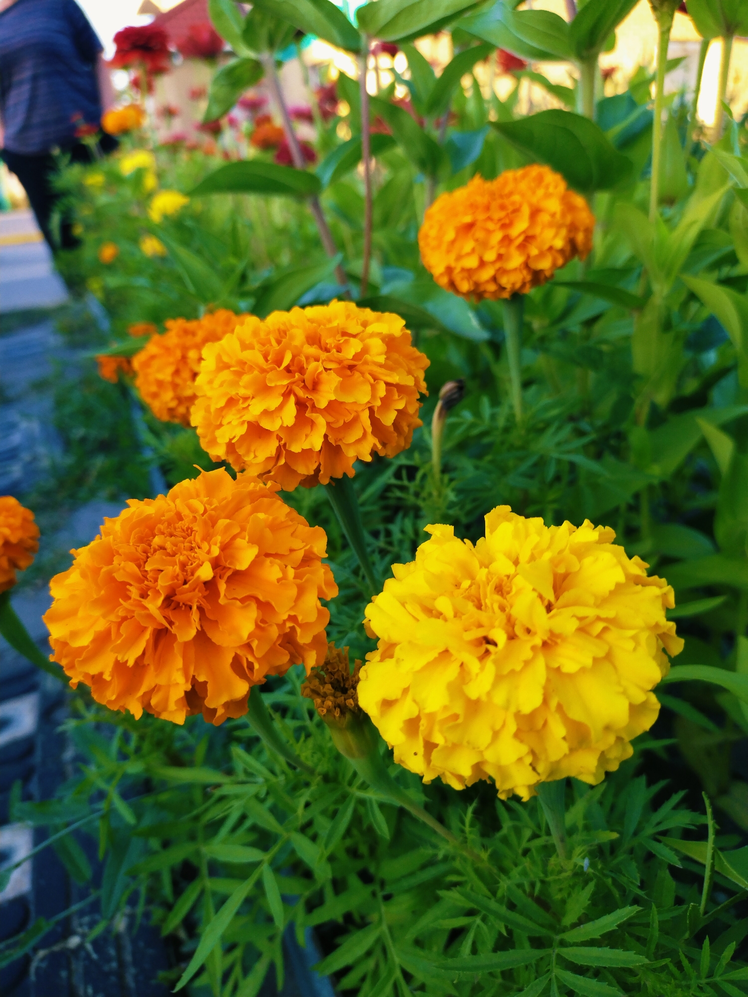 A close-up, eye-level shot captures a cluster of vibrant marigold flowers in bloom, showcasing an array of orange and yellow hues against a backdrop of lush green foliage. In the background, slightly out of focus, a person in a dark blue shirt and black pants walks along a paved walkway, suggesting an outdoor setting. The flowers are the dominant subject, with their intricate, ruffled petals filling the foreground. The scene is likely located in a park or garden, common in cities like Horishni Plavni, Ukraine, which is known for its green spaces and recreational areas. The lighting indicates it might be daytime, possibly late afternoon given the soft illumination.
