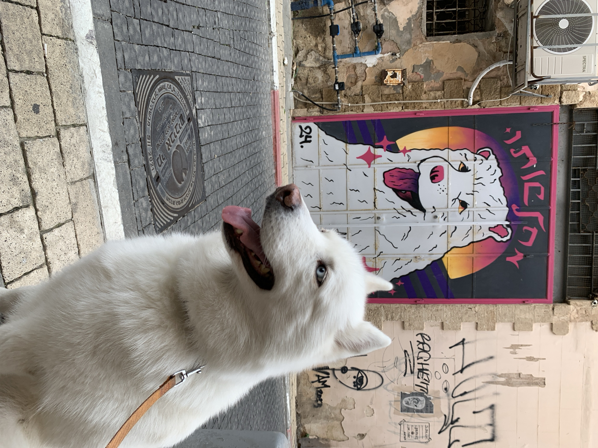 Here is a description of the image:
The image shows a white husky dog on a leash, panting with its tongue out. It appears to be on a city street in Tel Aviv, Israel. The street is paved with dark bricks, and a manhole cover with Hebrew writing is visible.
Behind the dog is a building with peeling paint and graffiti. There is a door with a cartoonish mural of a white bear-like creature set against a colorful moon. Graffiti is visible on the wall below the door. Water pipes are attached to the building's exterior. An air conditioning unit is mounted higher up on the wall.