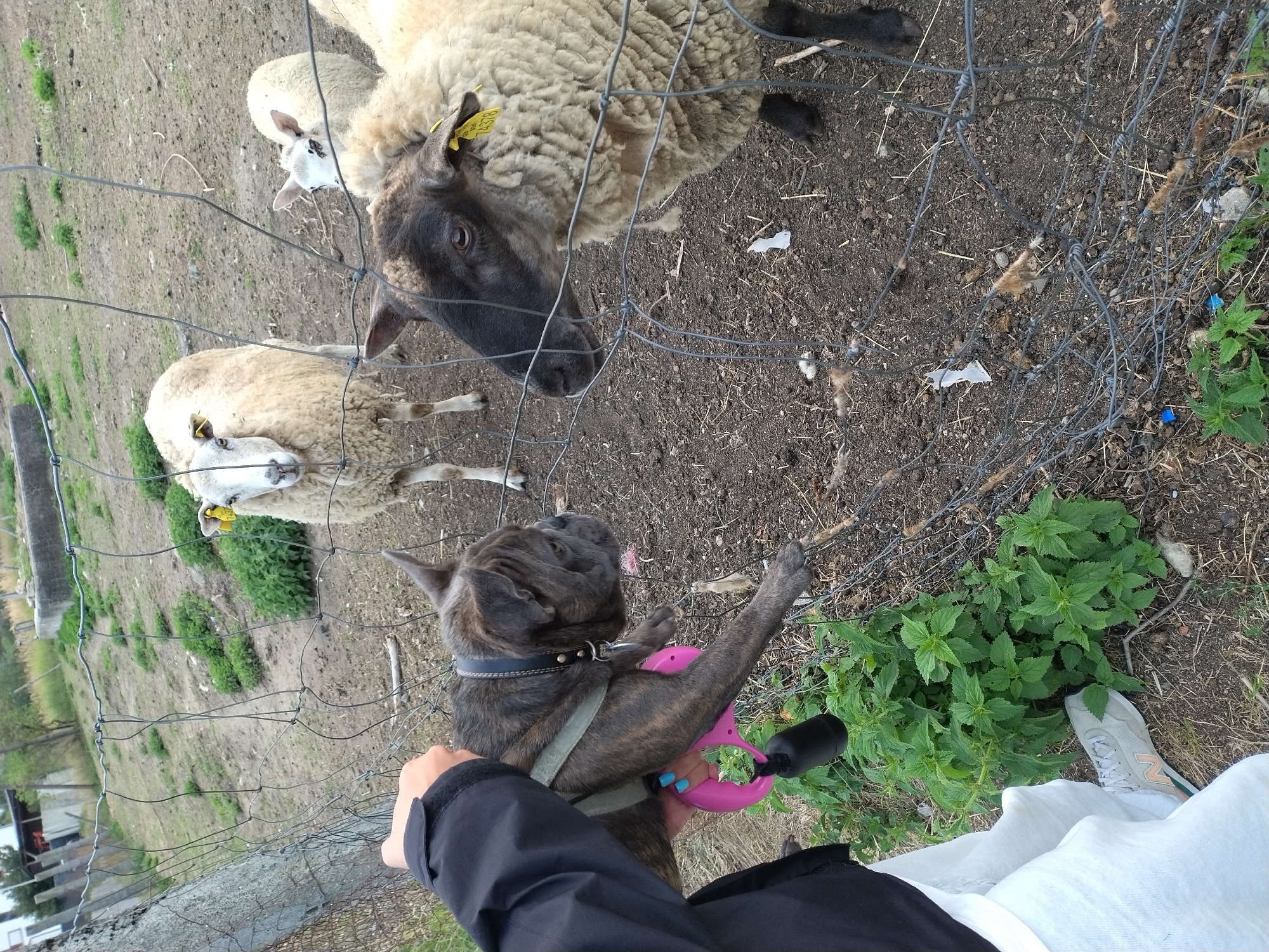 In Dobev, Czechia, a person holding a French bulldog on a leash stands next to a wire fence. The dog, with brindle fur and a black collar, is wearing a green harness and a pink retractable leash. Beyond the fence, several sheep are present, including a ewe with a yellow tag and a black face, another sheep with a yellow tag, and a lamb looking towards the camera. The ground is dry dirt with sparse vegetation and some debris. The scene suggests an outdoor enclosure or farm setting.